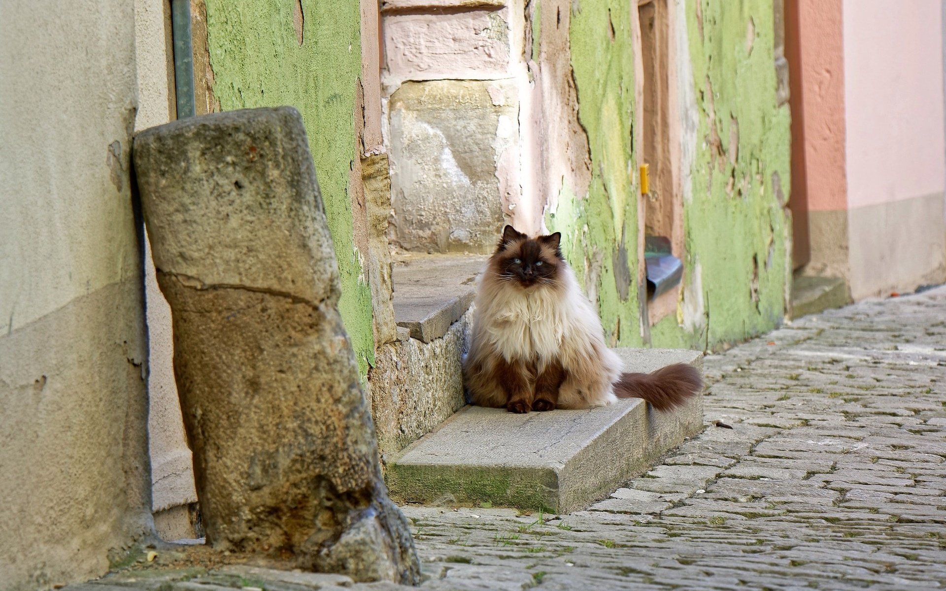 Обои кошка, улица, дом, cat, street, house разрешение 2048x1365 Загрузить