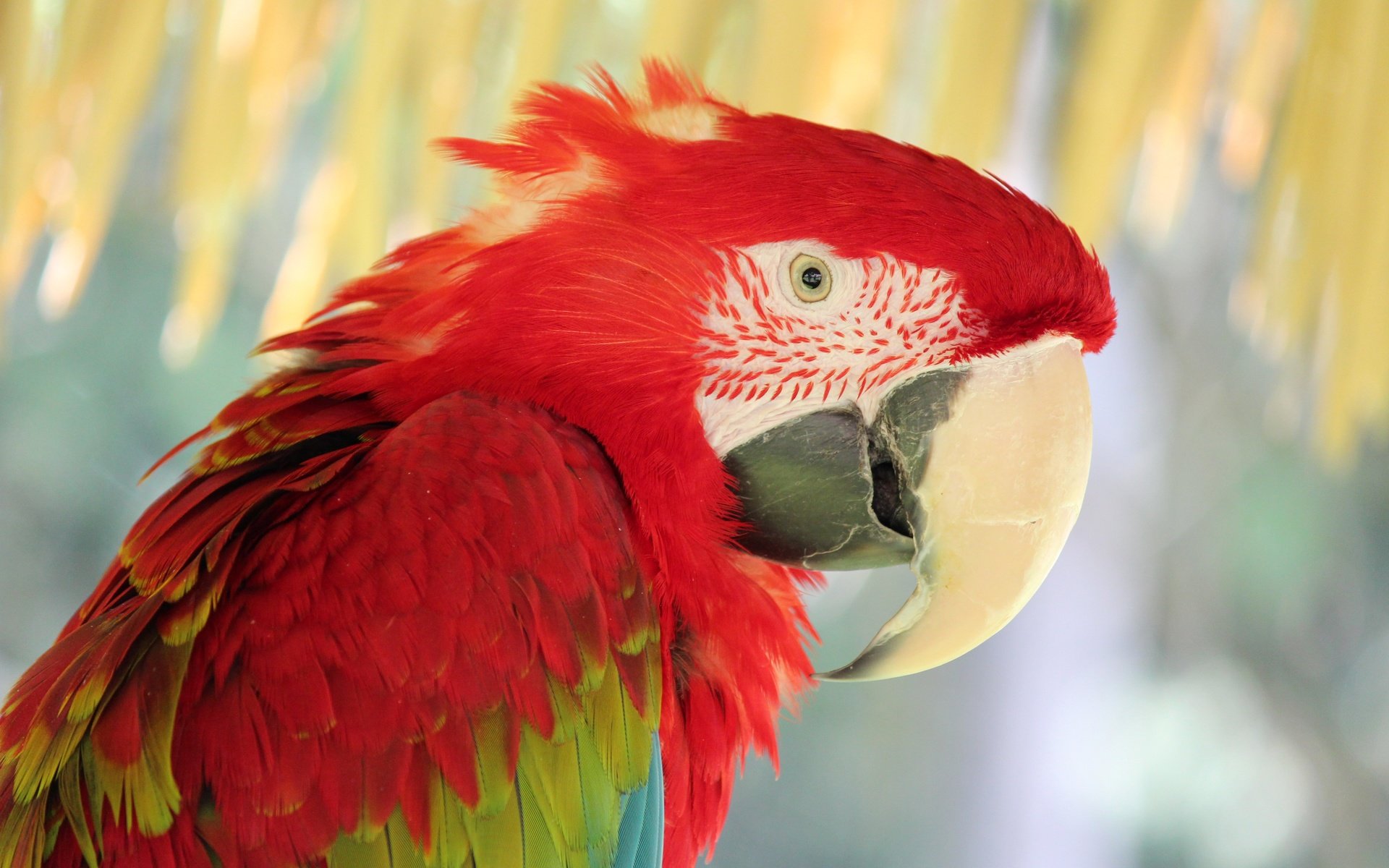 Обои красный, птица, попугай, ара, red, bird, parrot, ara разрешение 5184x3456 Загрузить