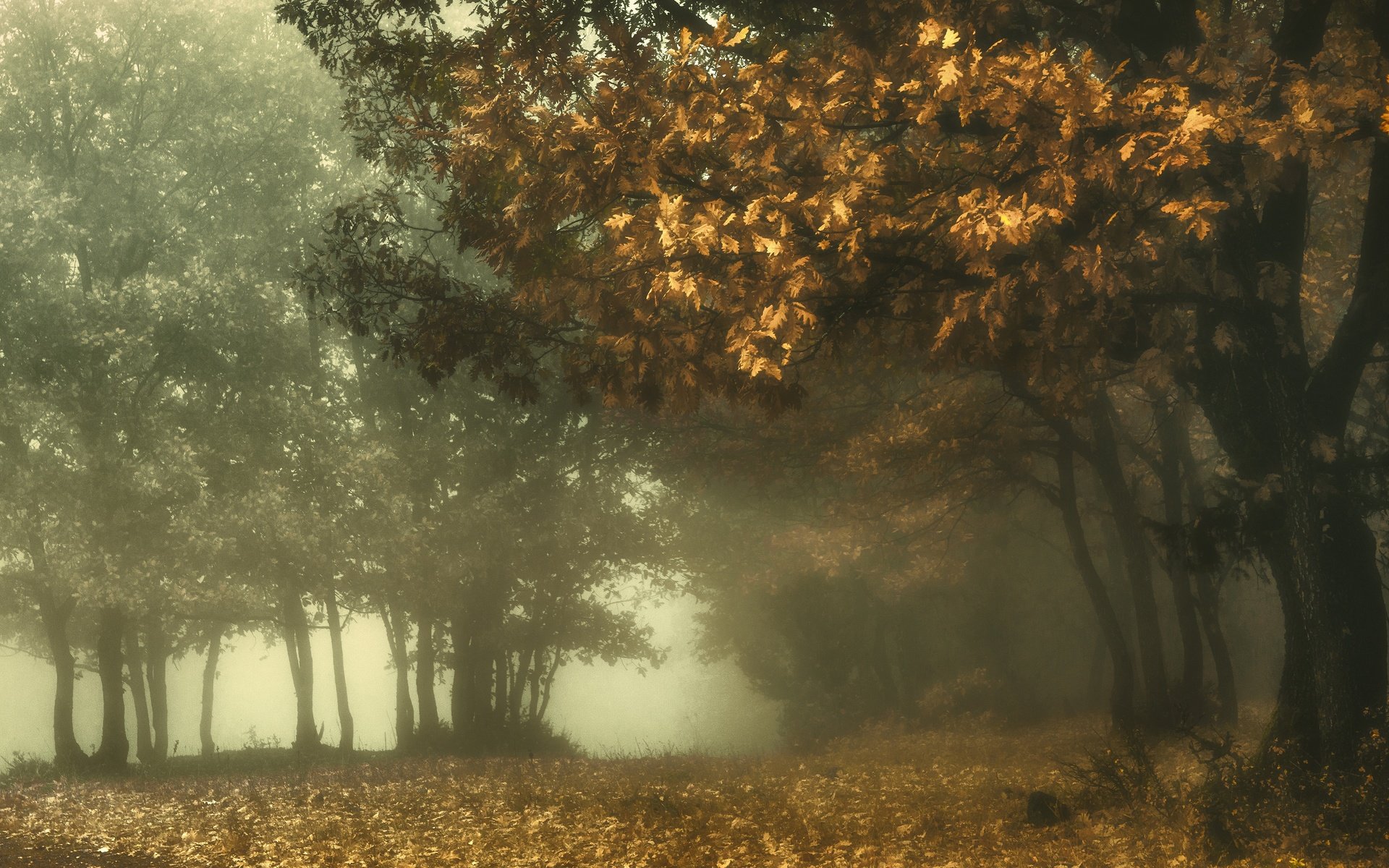 Обои лес, парк, туман, ветви, листва, осень, дуб, forest, park, fog, branch, foliage, autumn, oak разрешение 3840x2160 Загрузить