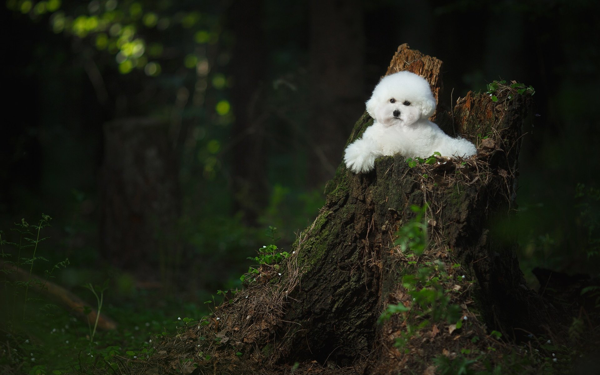 Обои лес, пень, собачка, бишон фризе, forest, stump, dog, bichon frise разрешение 2000x1333 Загрузить