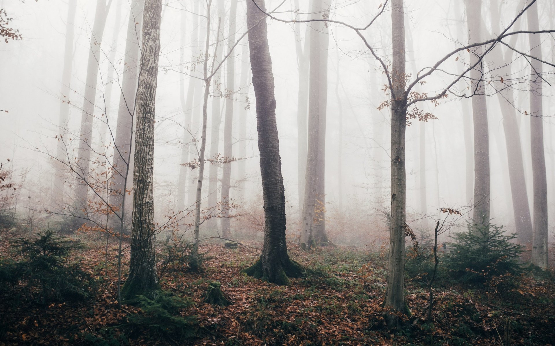 Обои лес, туман, осень, forest, fog, autumn разрешение 3840x2160 Загрузить