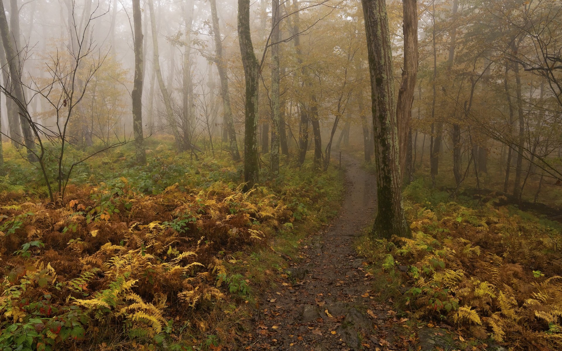 Обои деревья, лес, туман, осень, тропинка, папоротник, trees, forest, fog, autumn, path, fern разрешение 3840x2160 Загрузить