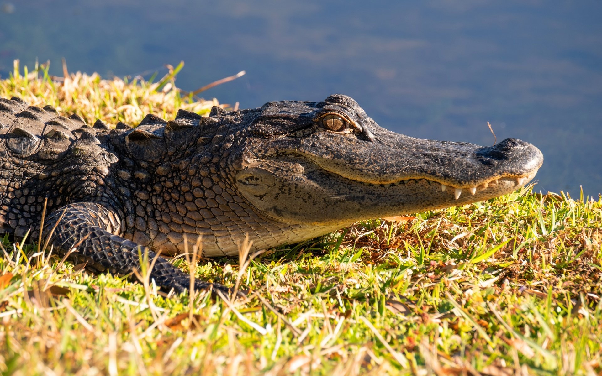 Обои морда, берег, водоем, крокодил, face, shore, pond, crocodile разрешение 6000x4000 Загрузить