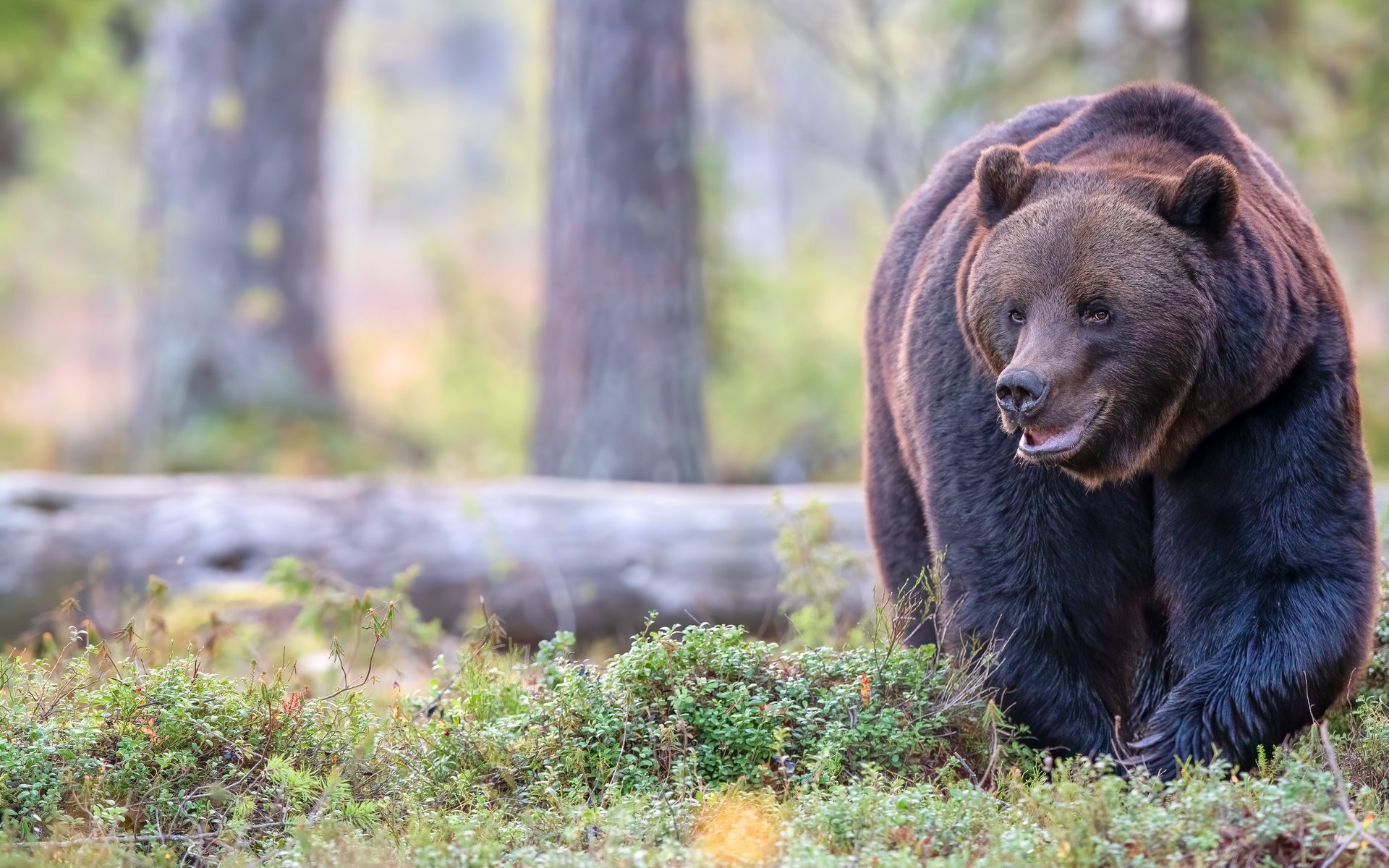 Обои морда, лес, поза, взгляд, медведь, прогулка, бревно, face, forest, pose, look, bear, walk, log разрешение 5568x3712 Загрузить