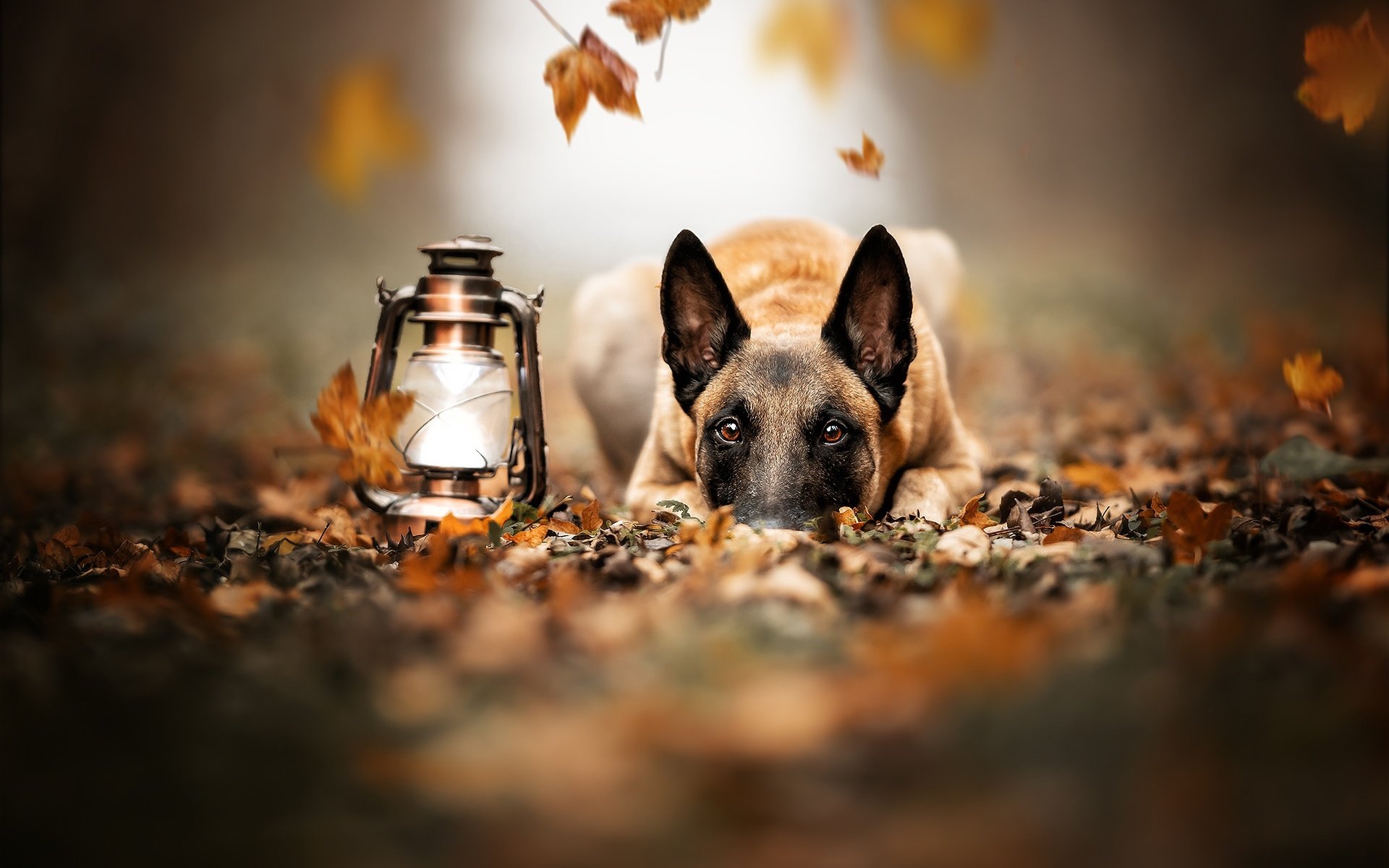 Обои морда, листья, взгляд, осень, собака, фонарь, малинуа, бельгийская овчарка, face, leaves, look, autumn, dog, lantern, malinois, belgian shepherd разрешение 2048x1365 Загрузить