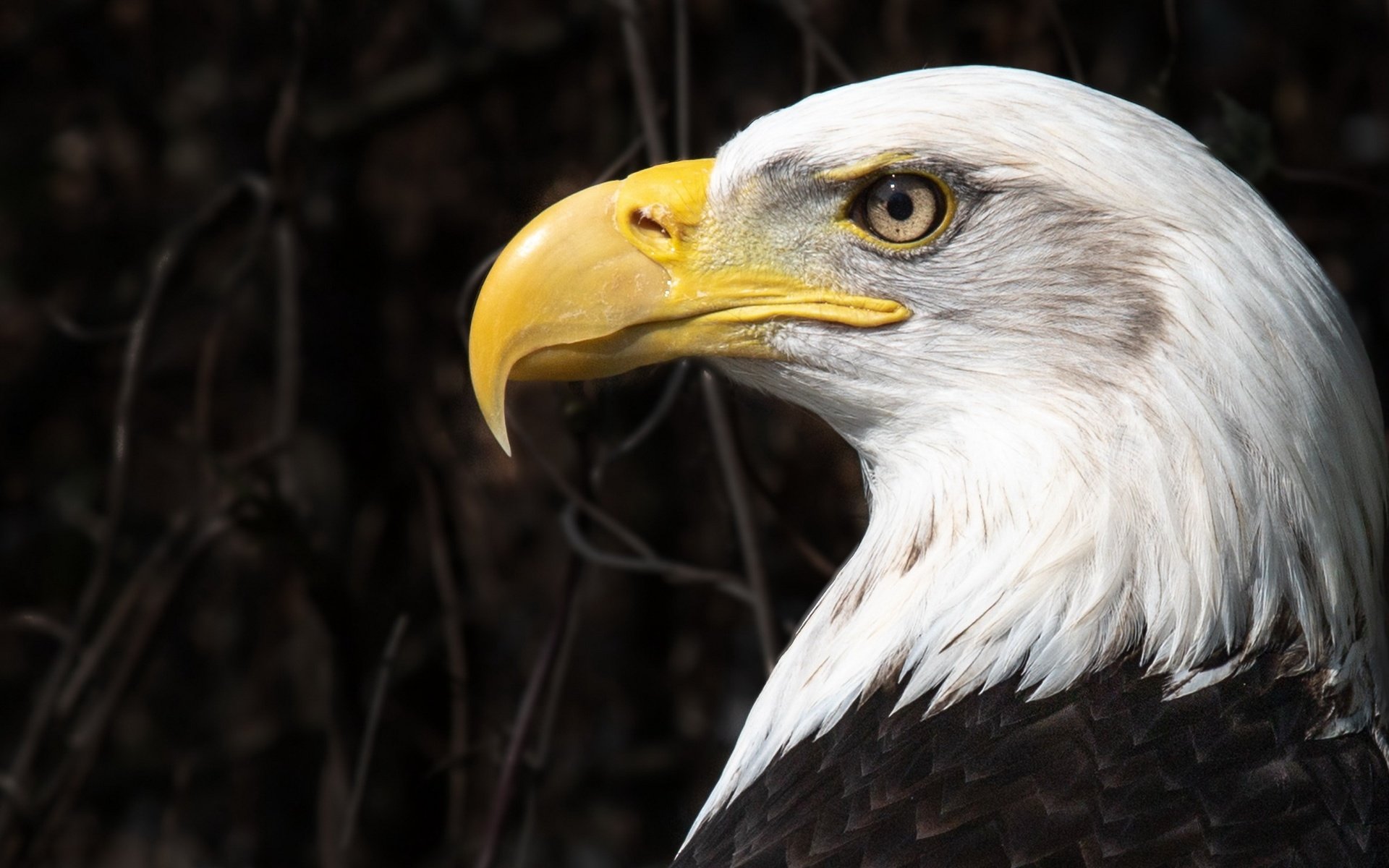 Обои орел, птица, eagle, bird разрешение 2560x1440 Загрузить