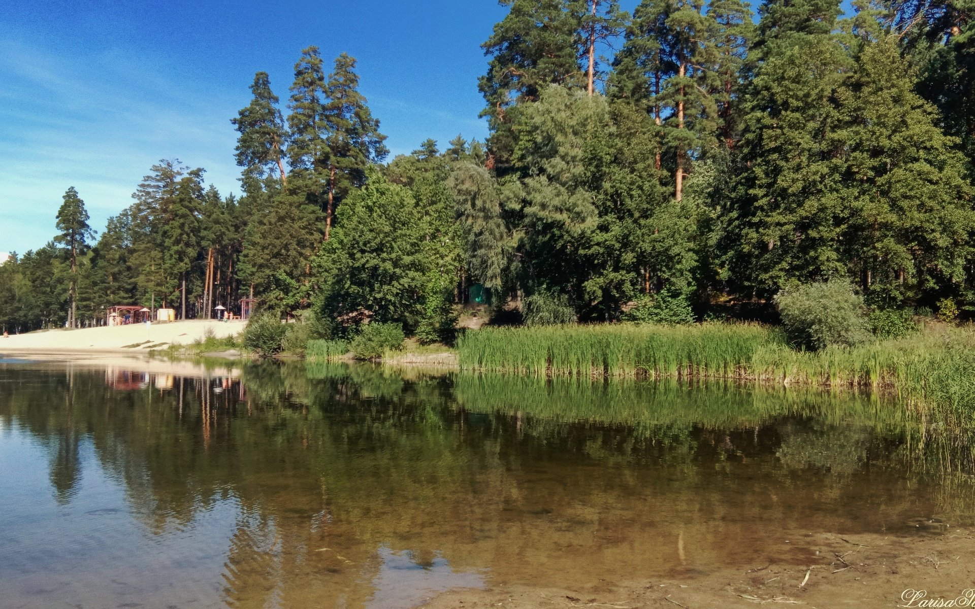 Обои озеро, лес, пляж, лето, пруд, камыши, lake, forest, beach, summer, pond, the reeds разрешение 4160x2352 Загрузить