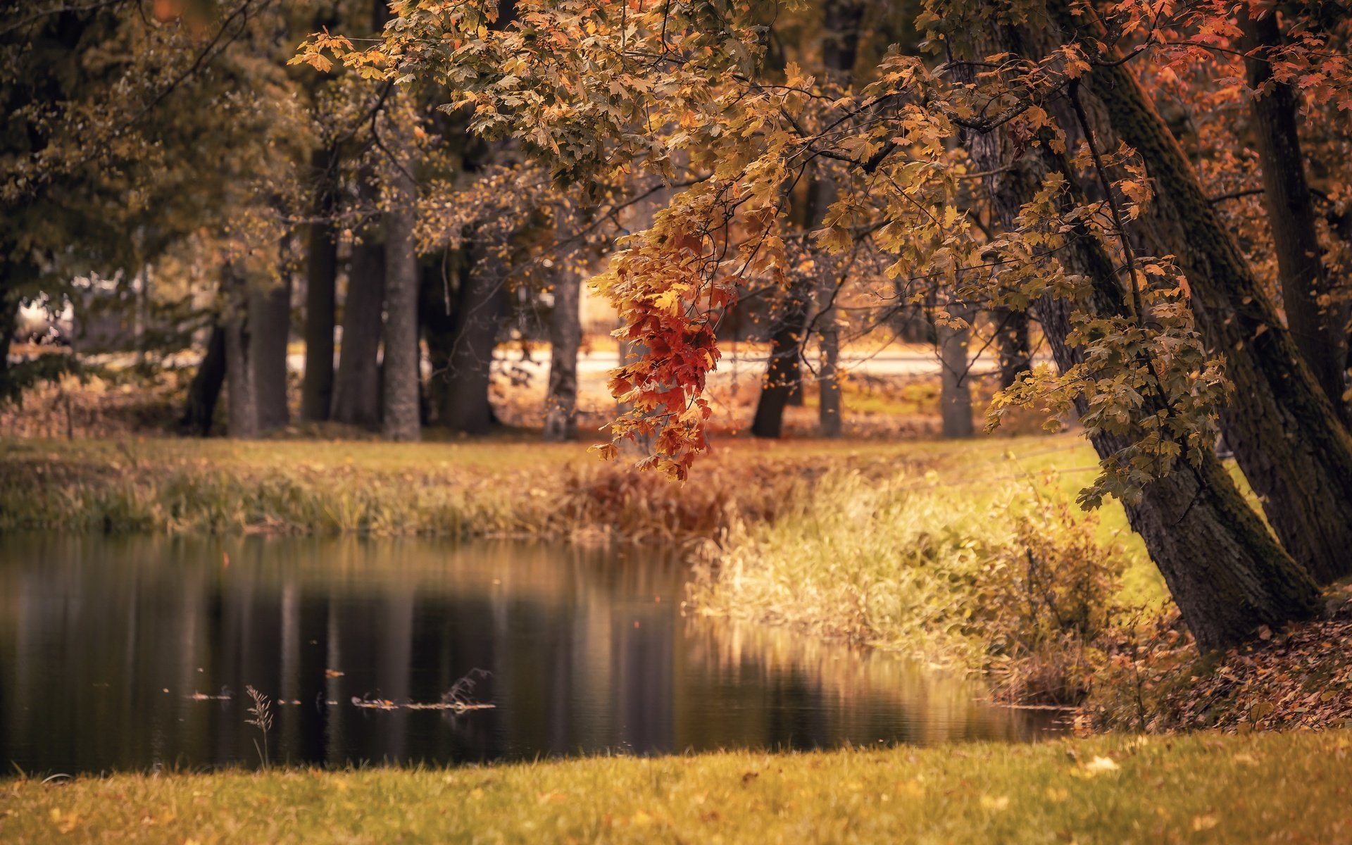 Обои озеро, парк, осень, lake, park, autumn разрешение 3840x2160 Загрузить