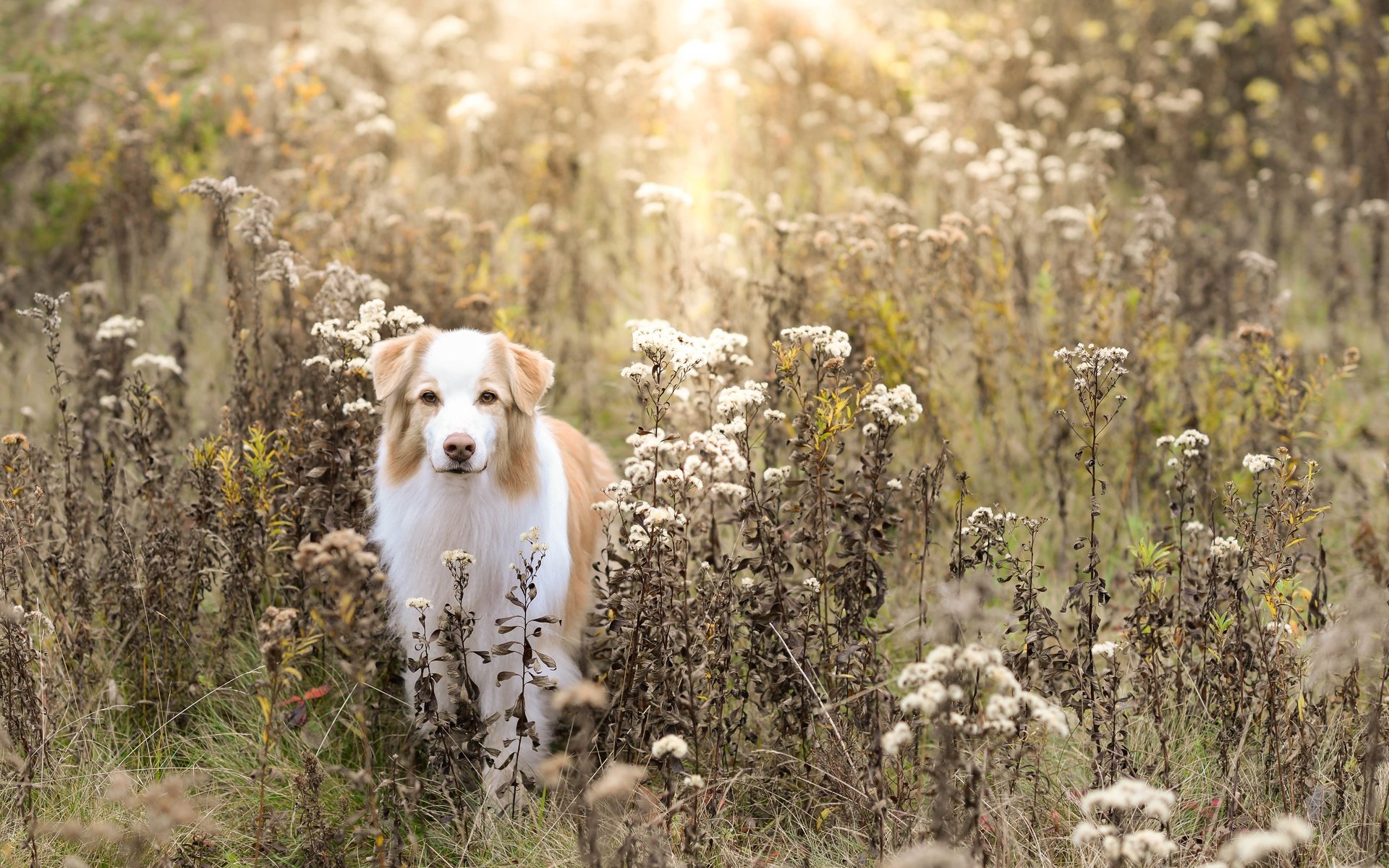 Обои поле, осень, собака, field, autumn, dog разрешение 5120x3373 Загрузить