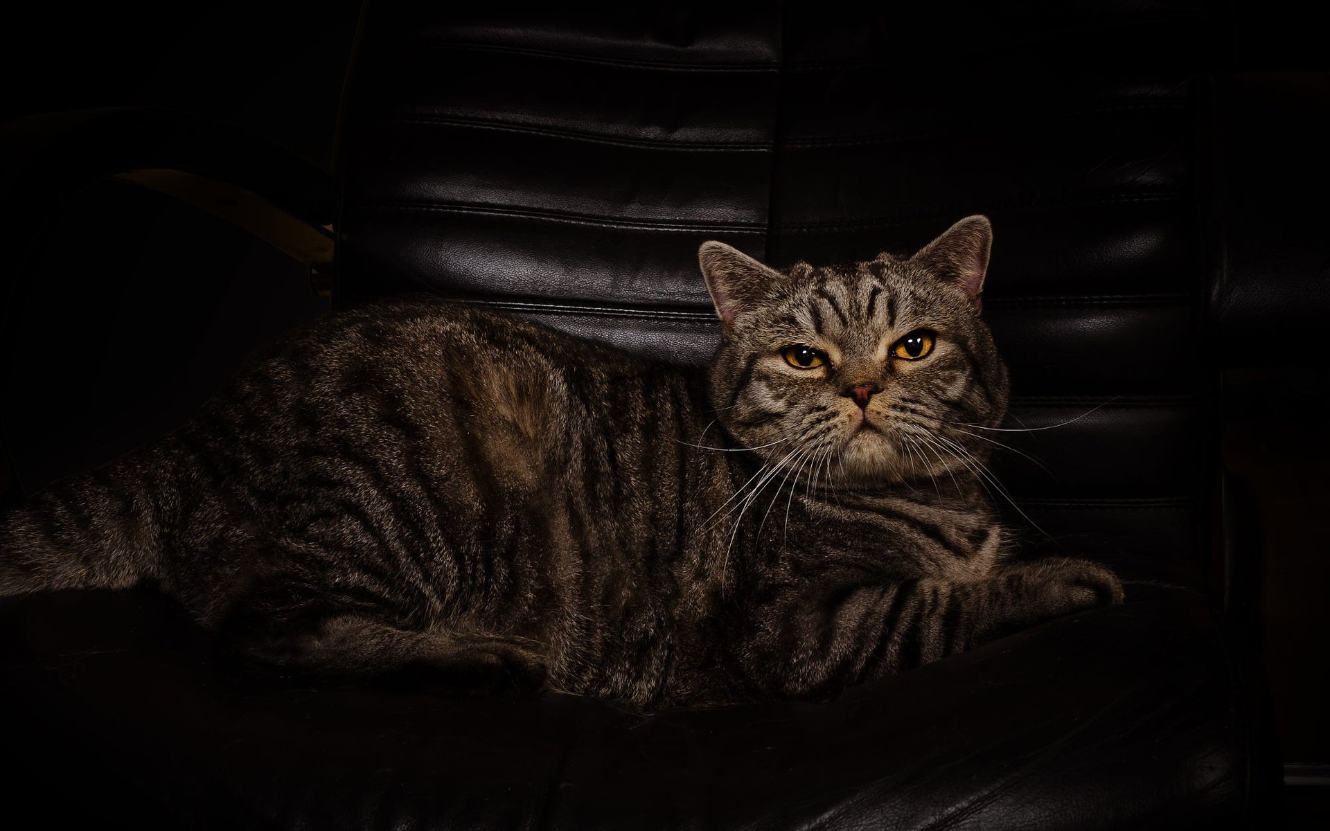 Фото кот на темном фоне лежит