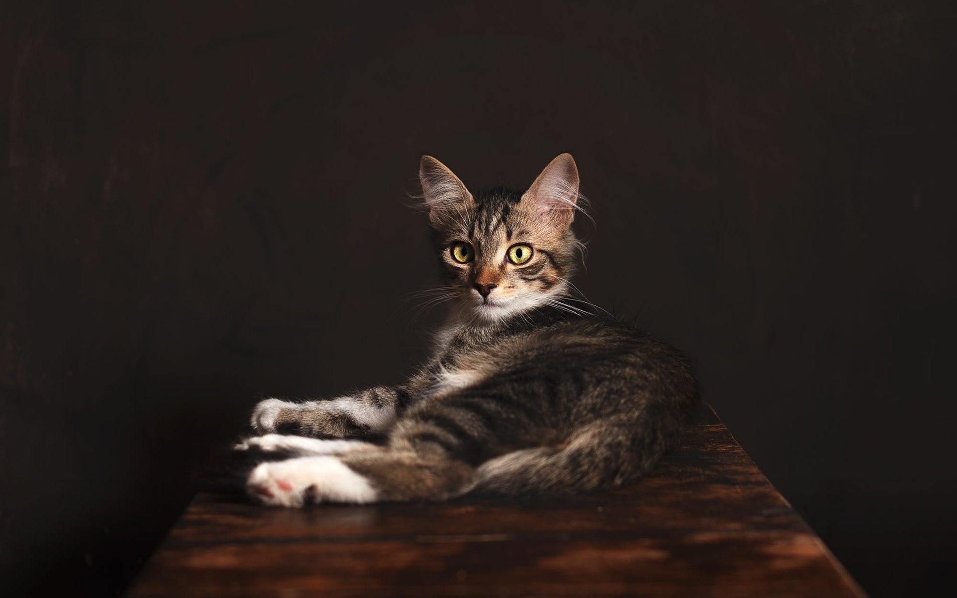 Студийные фотографии кошек