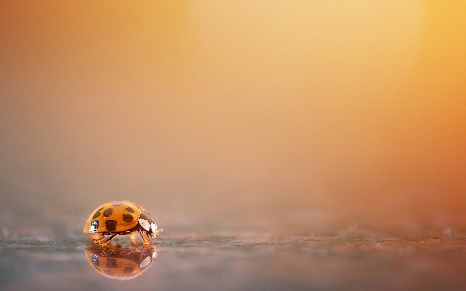 Обои природа, фон, божья коровка, nature, background, ladybug разрешение 3840x2160 Загрузить