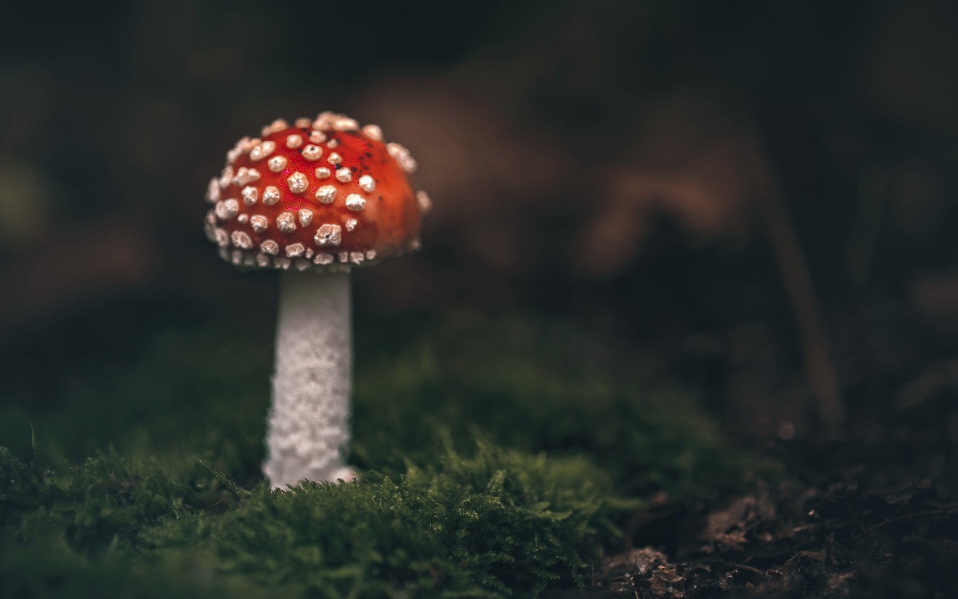 Обои природа, гриб, nature, mushroom разрешение 3840x2160 Загрузить