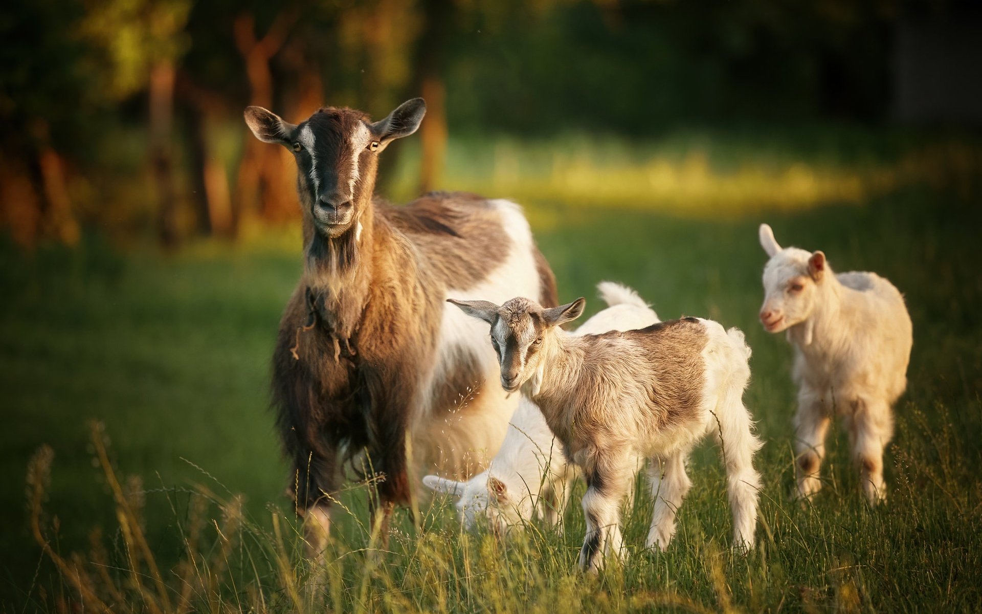 Обои природа, лето, козы, nature, summer, goats разрешение 2048x1366 Загрузить