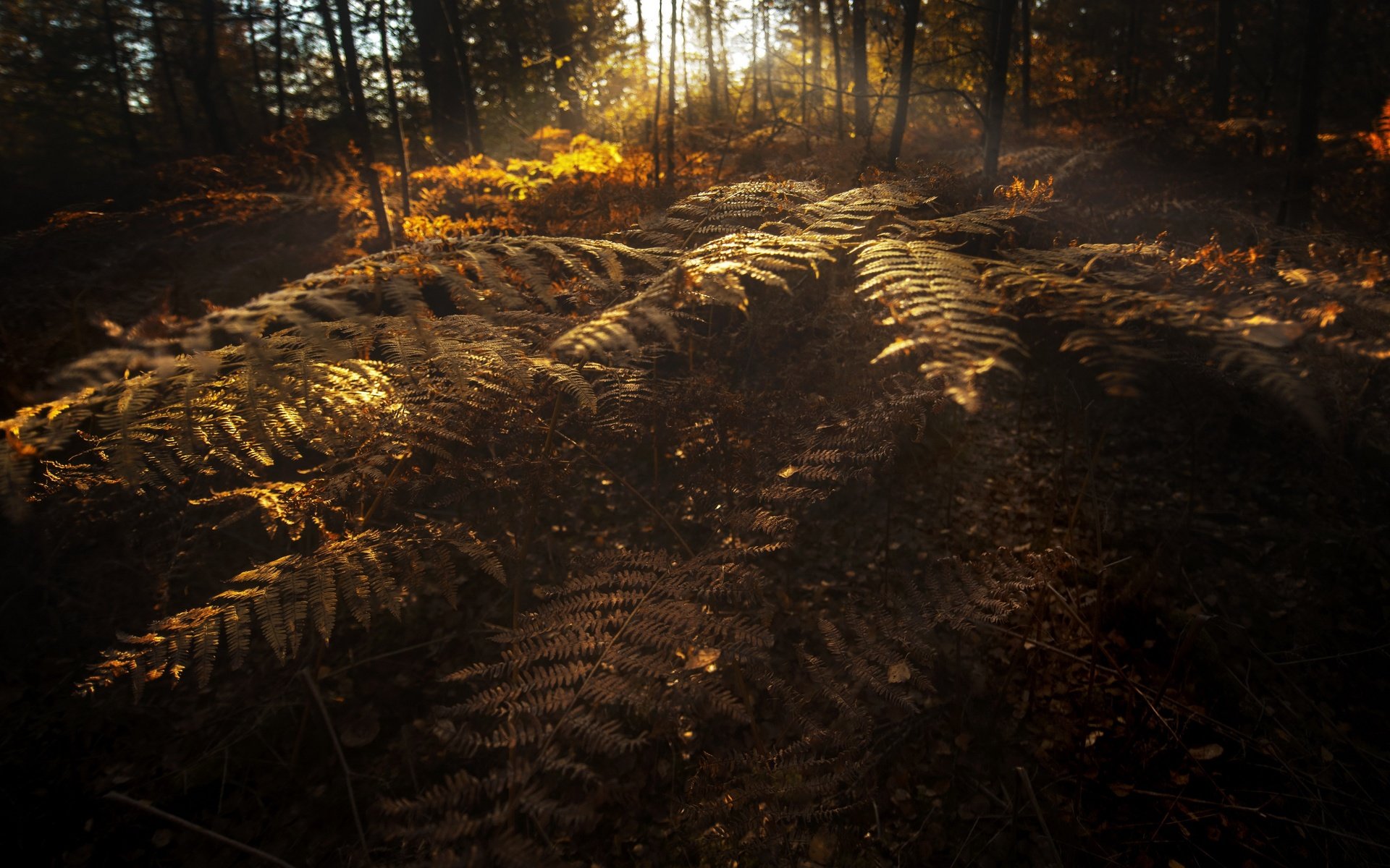 Обои природа, осень, папоротники, nature, autumn, ferns разрешение 3840x2160 Загрузить