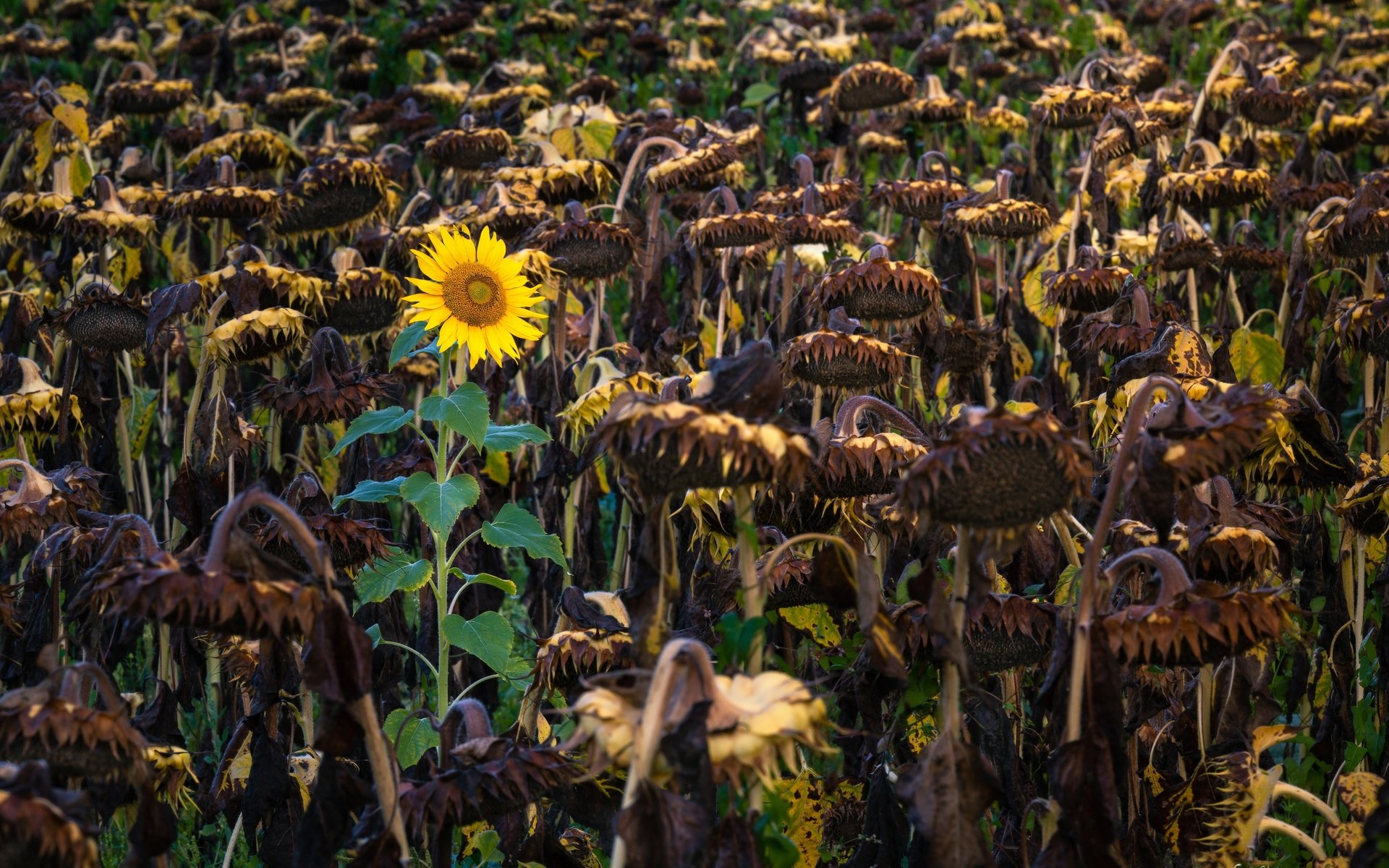 Обои природа, осень, подсолнухи, nature, autumn, sunflowers разрешение 3840x2160 Загрузить