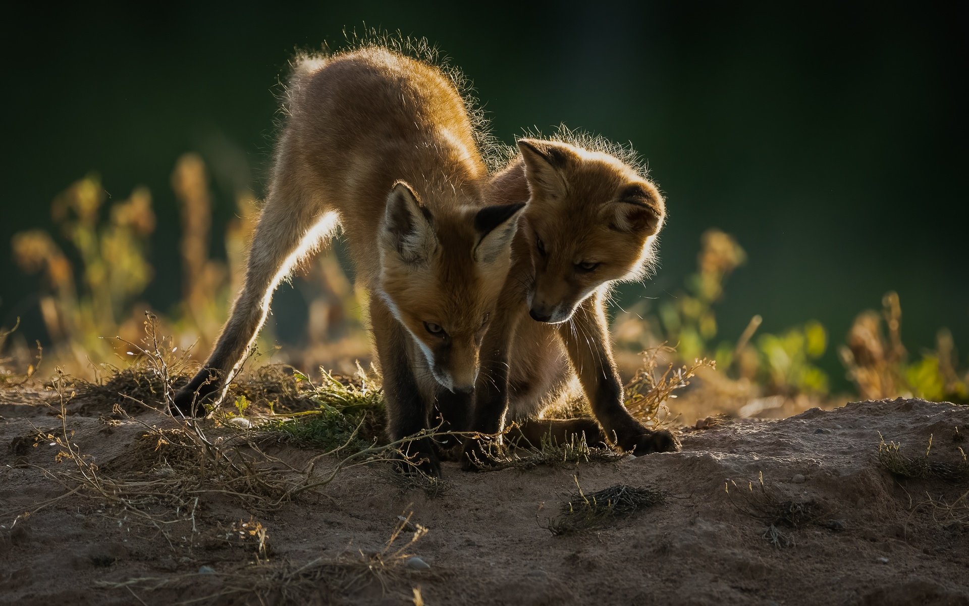 Обои природа, животные, пара, детеныши, лисята, nature, animals, pair, cubs разрешение 2047x1365 Загрузить