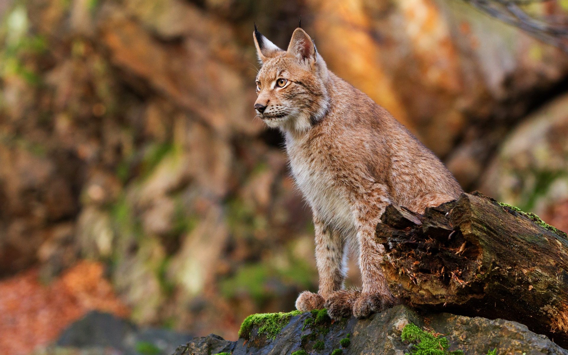 Обои рысь, осень, сидит, камень, бревно, боке, lynx, autumn, sitting, stone, log, bokeh разрешение 4628x3331 Загрузить