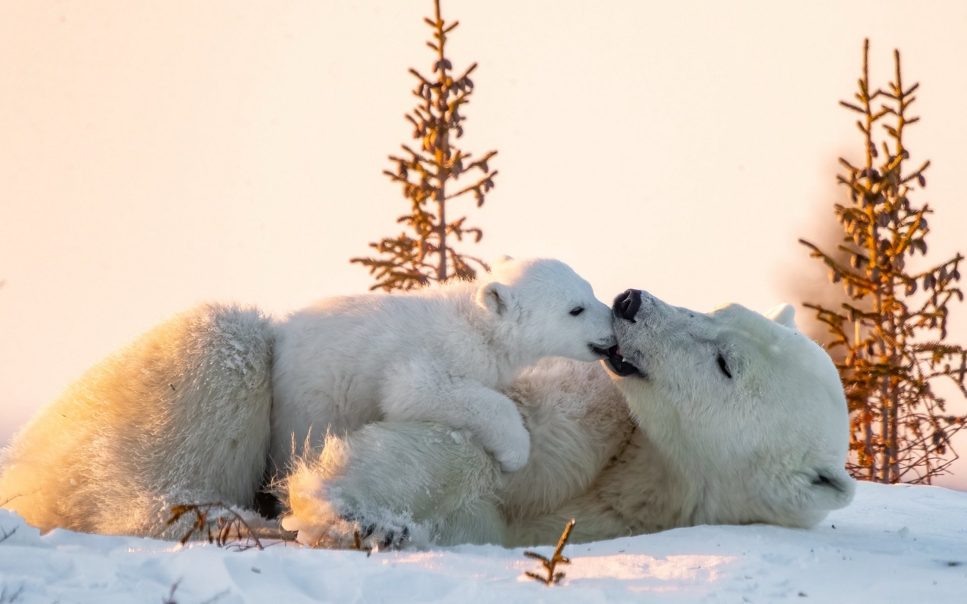 Обои снег, природа, медведи, snow, nature, bears разрешение 3840x2160 Загрузить