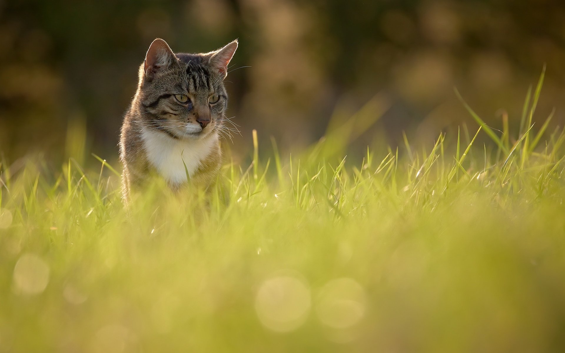 Обои свет, природа, кошка, light, nature, cat разрешение 2048x1366 Загрузить