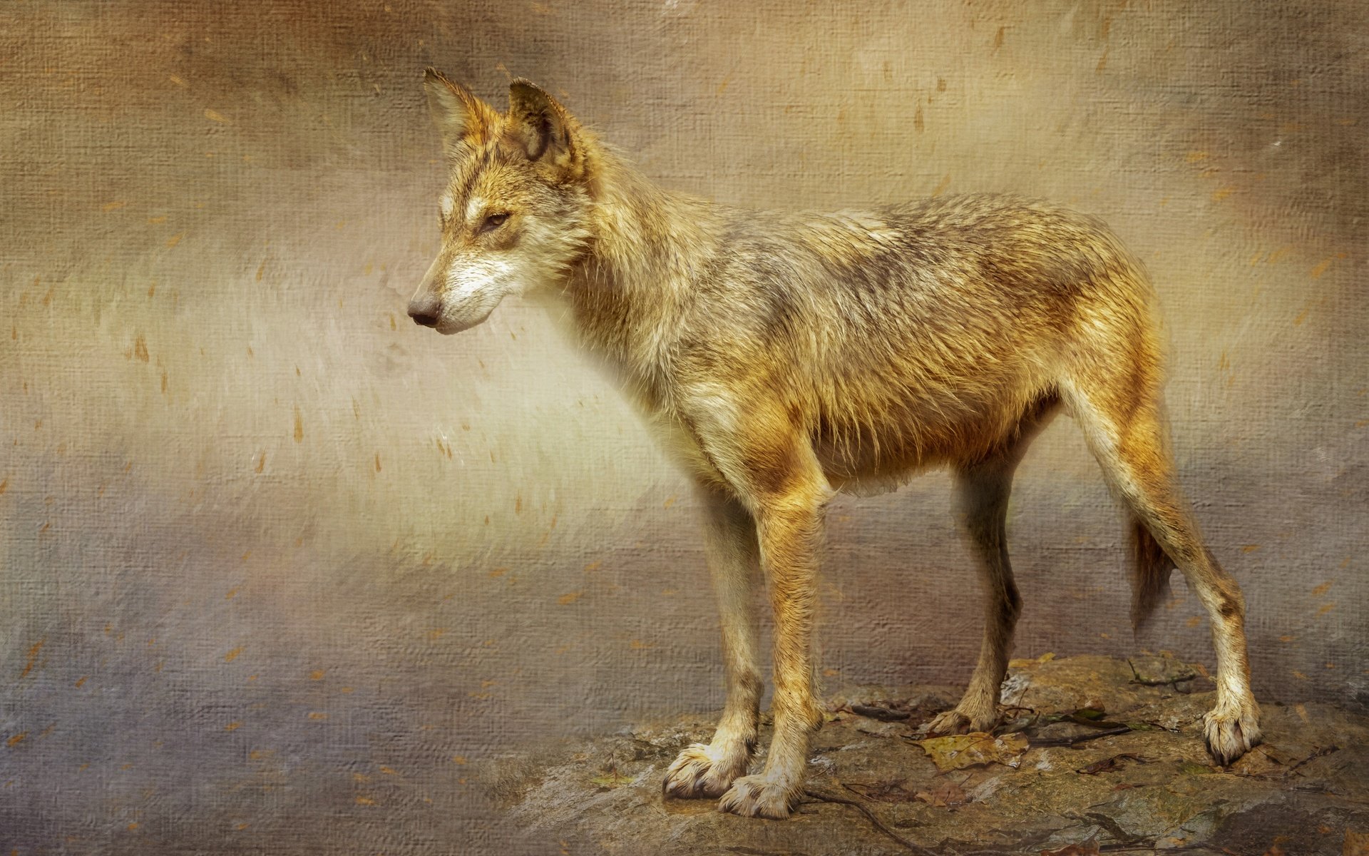 Обои текстура, фон, обработка, волк, стоит, койот, texture, background, treatment, wolf, is, coyote разрешение 5184x3888 Загрузить