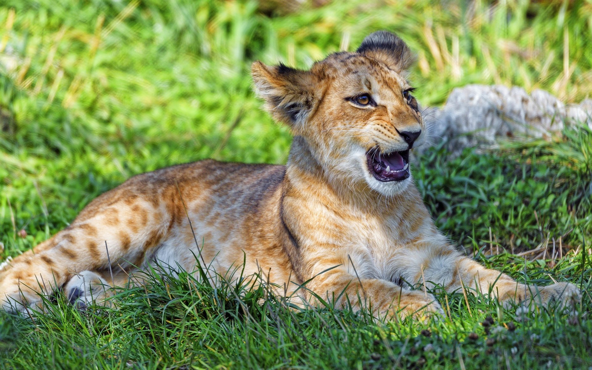 Обои трава, лежит, поляна, пасть, львёнок, grass, lies, glade, mouth, lion разрешение 3840x2160 Загрузить