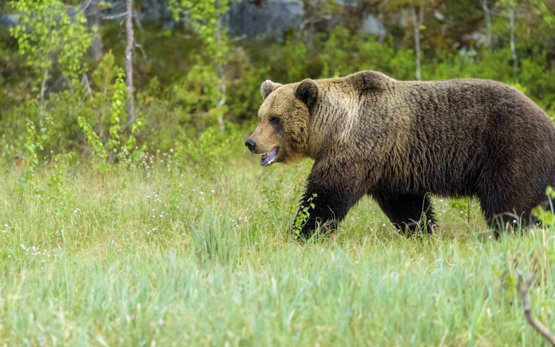 Обои трава, медведь, поляна, прогулка, grass, bear, glade, walk разрешение 3840x2160 Загрузить