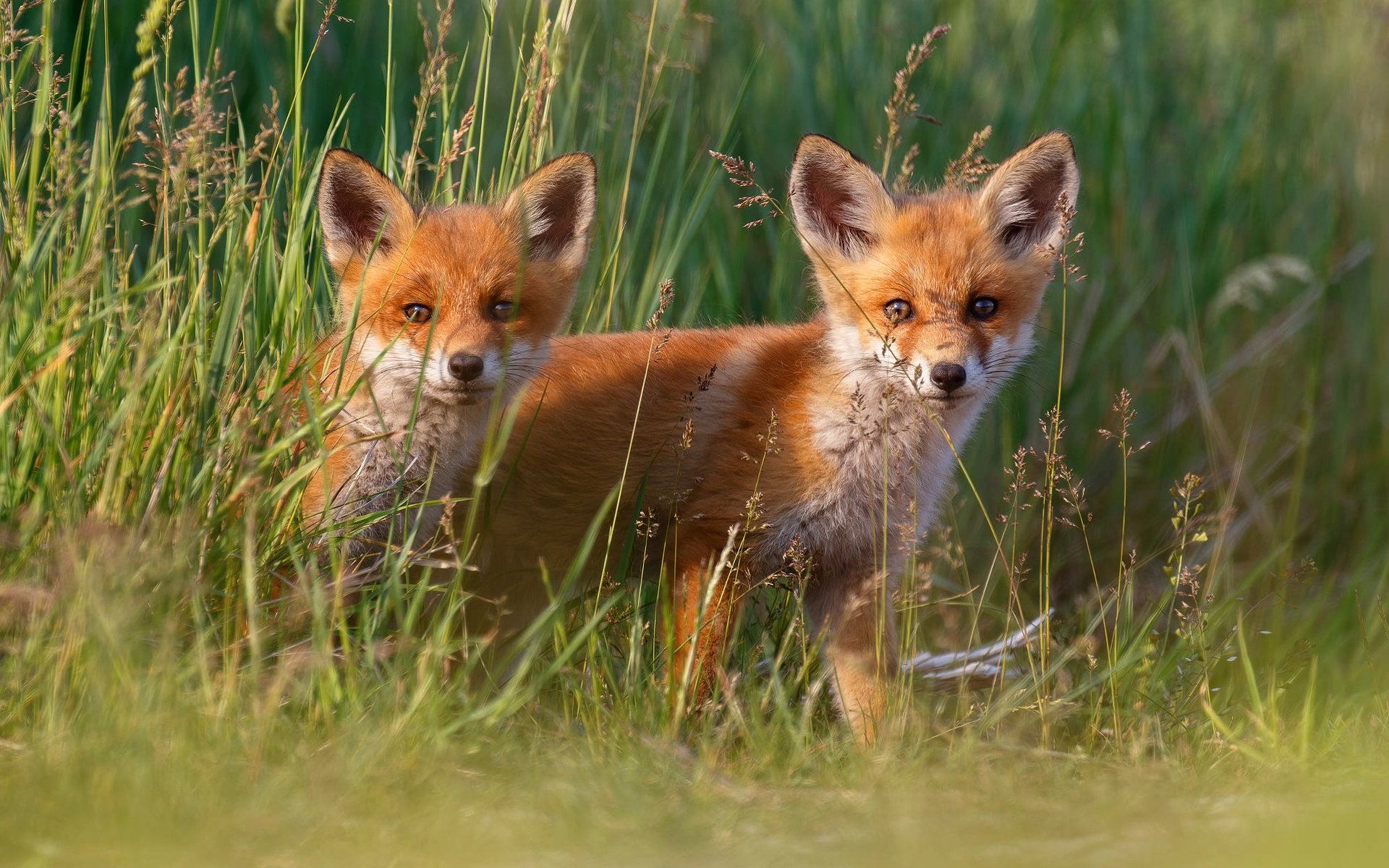 Обои трава, малыши, лисята, лисы, grass, kids, cubs, fox разрешение 2000x1333 Загрузить