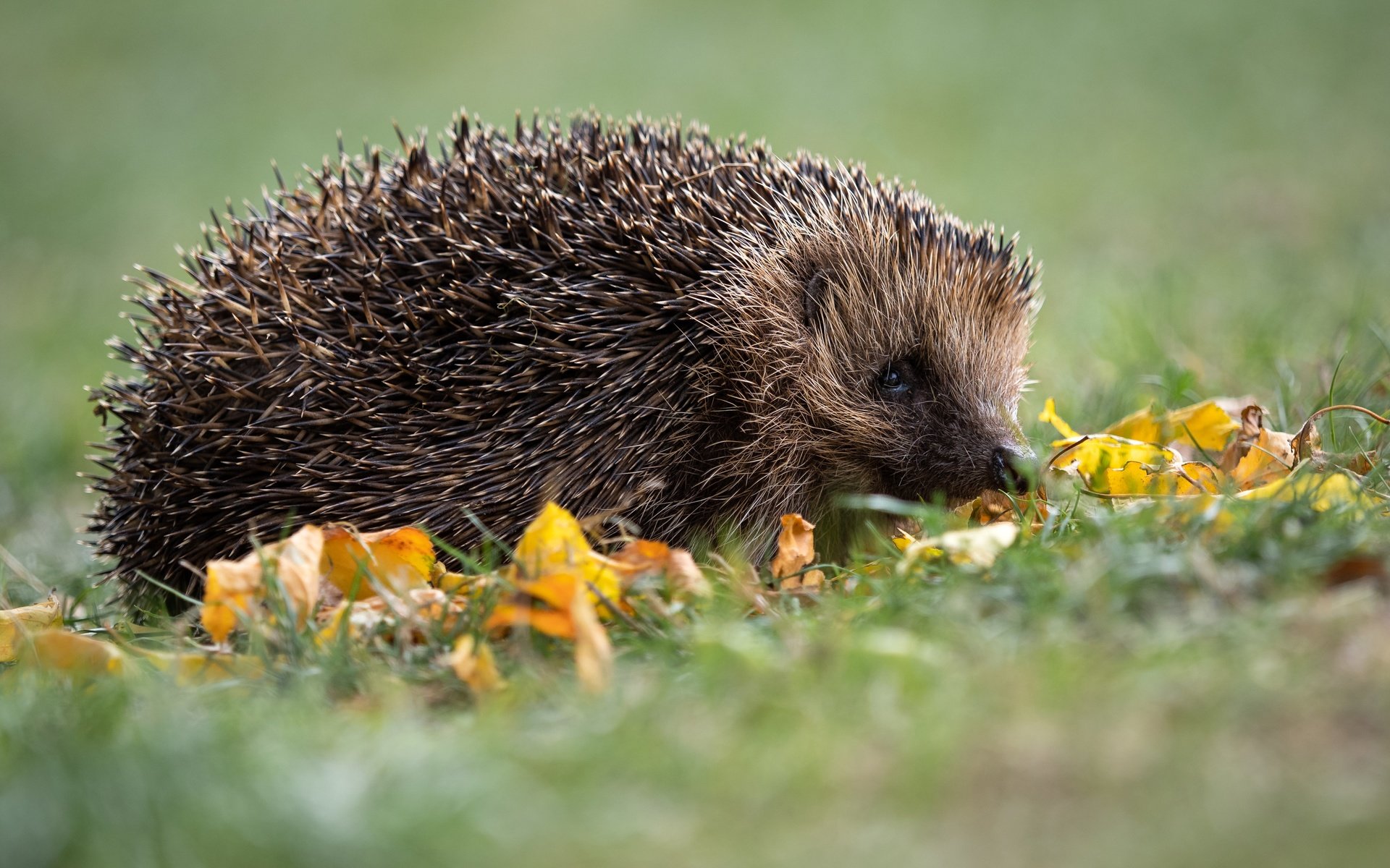 Обои трава, поляна, мордашка, ежик, еж, осенние листья, grass, glade, face, hedgehog, autumn leaves разрешение 5184x3356 Загрузить