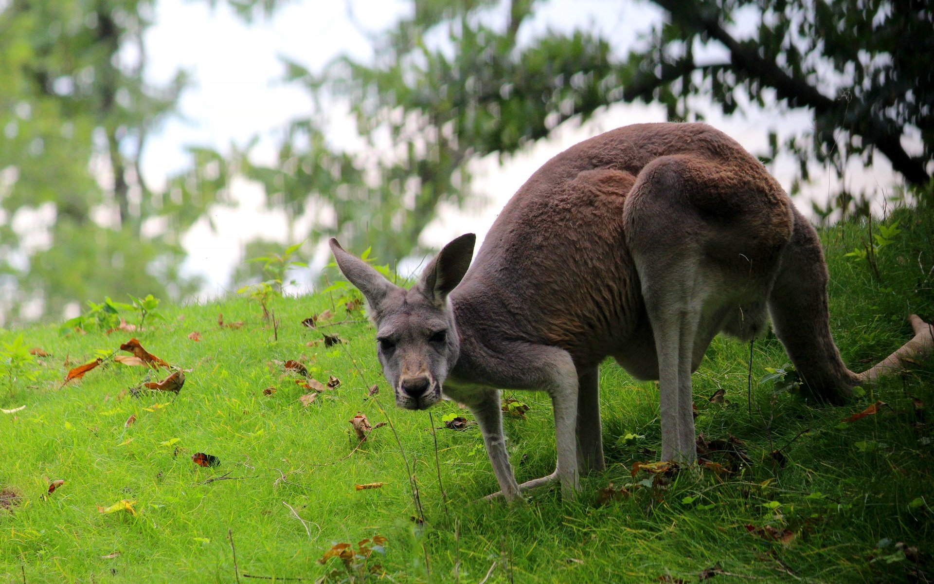 Обои трава, поза, кенгуру, grass, pose, kangaroo разрешение 2560x1707 Загрузить