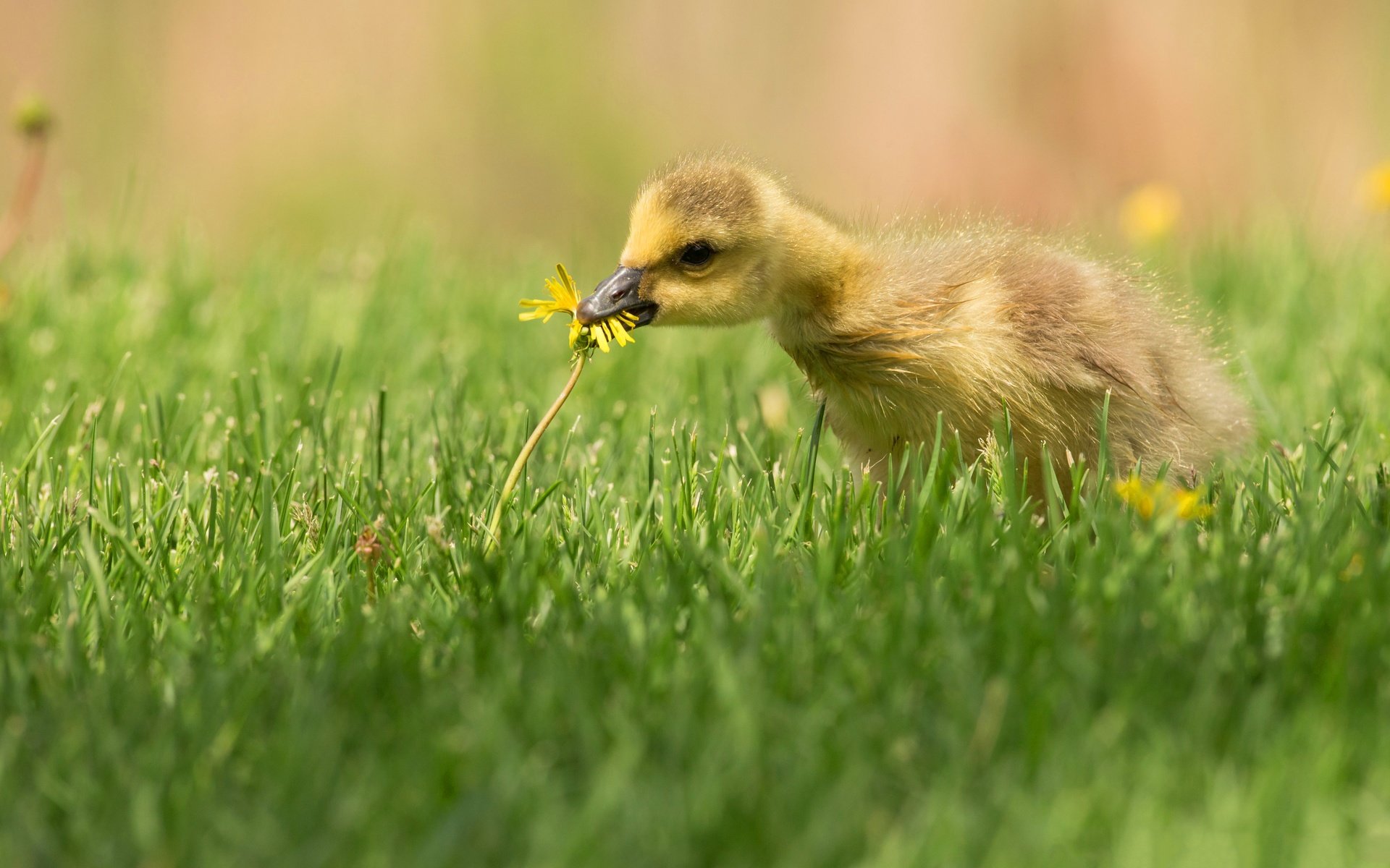 Обои трава, птенец, цветок, поляна, птица, одуванчик, утенок, гусенок, grass, chick, flower, glade, bird, dandelion, duck, gosling разрешение 4096x2751 Загрузить