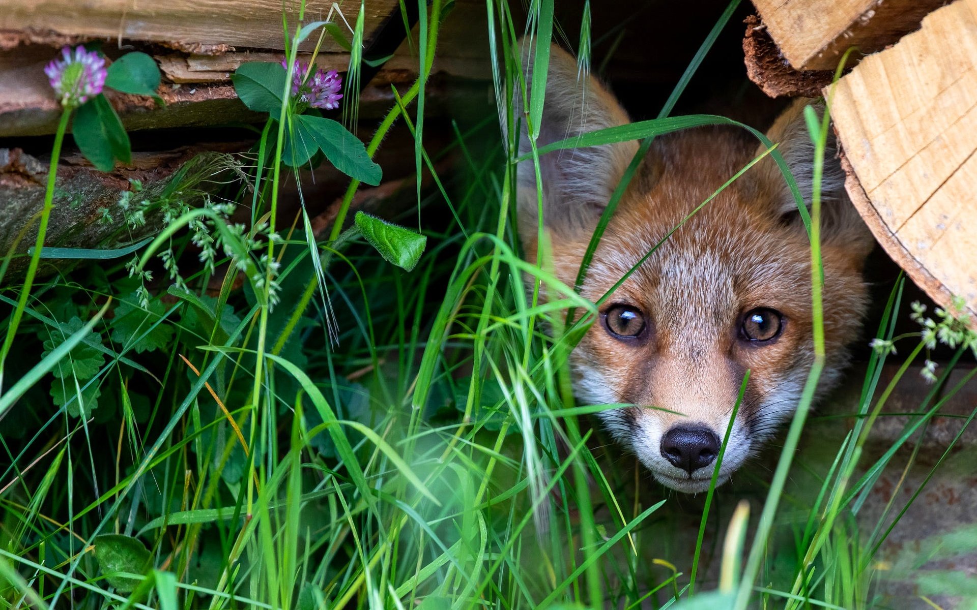 Обои трава, взгляд, лиса, мордашка, бревно, выглядывает, лисенок, grass, look, fox, face, log, peeps разрешение 2000x1206 Загрузить