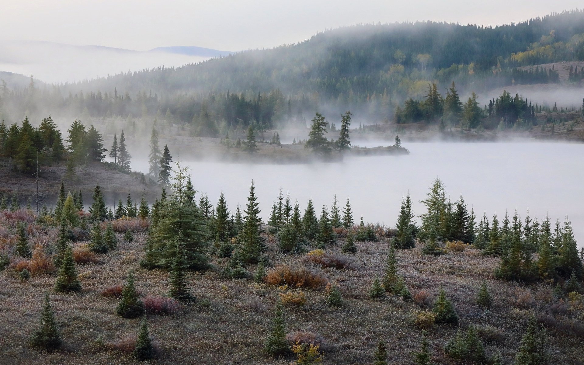 Обои туман, осень, елки, fog, autumn, tree разрешение 3070x1864 Загрузить