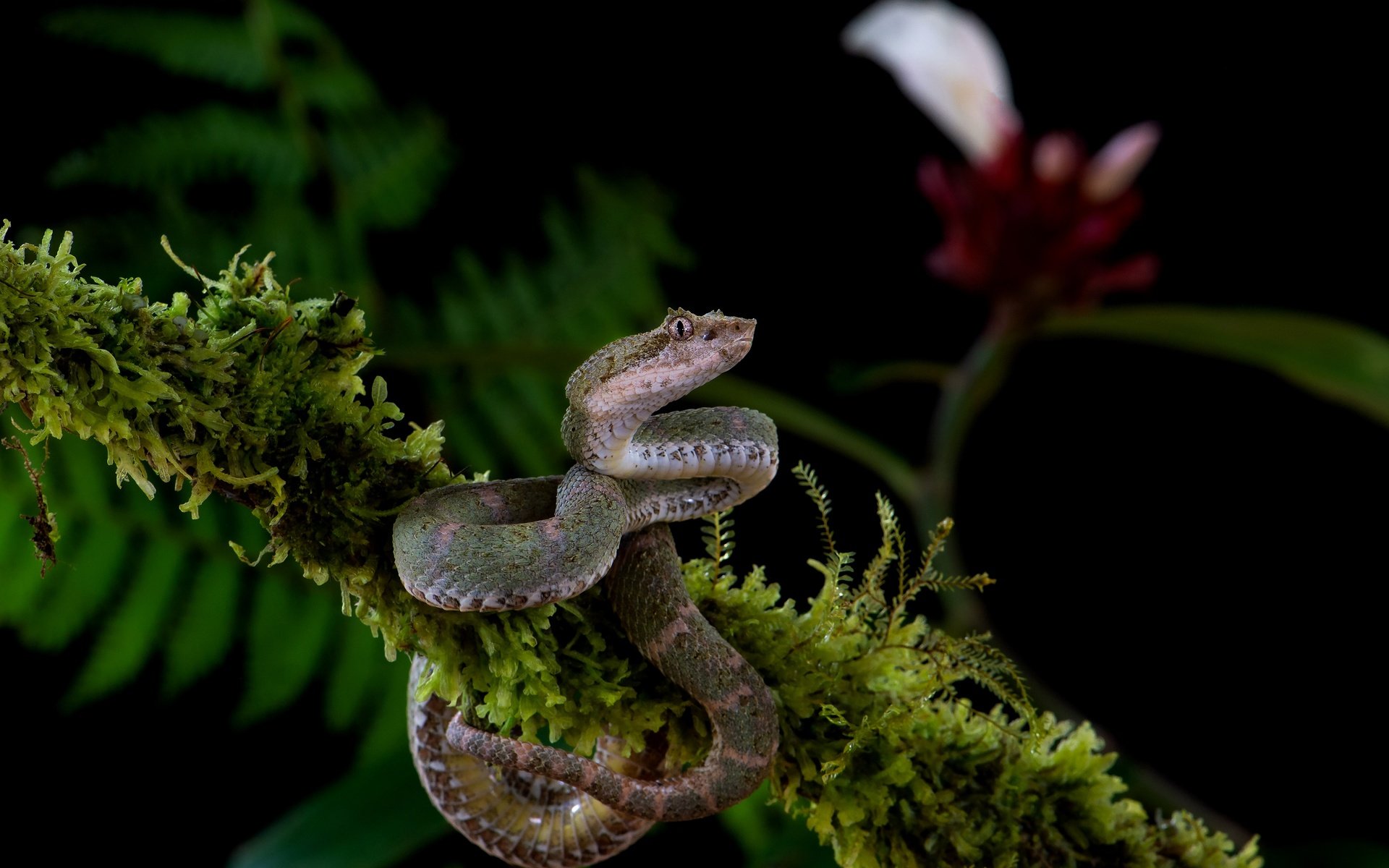 Обои ветка, цветок, змея, мох, черный фон, серая, branch, flower, snake, moss, black background, grey разрешение 3840x2556 Загрузить