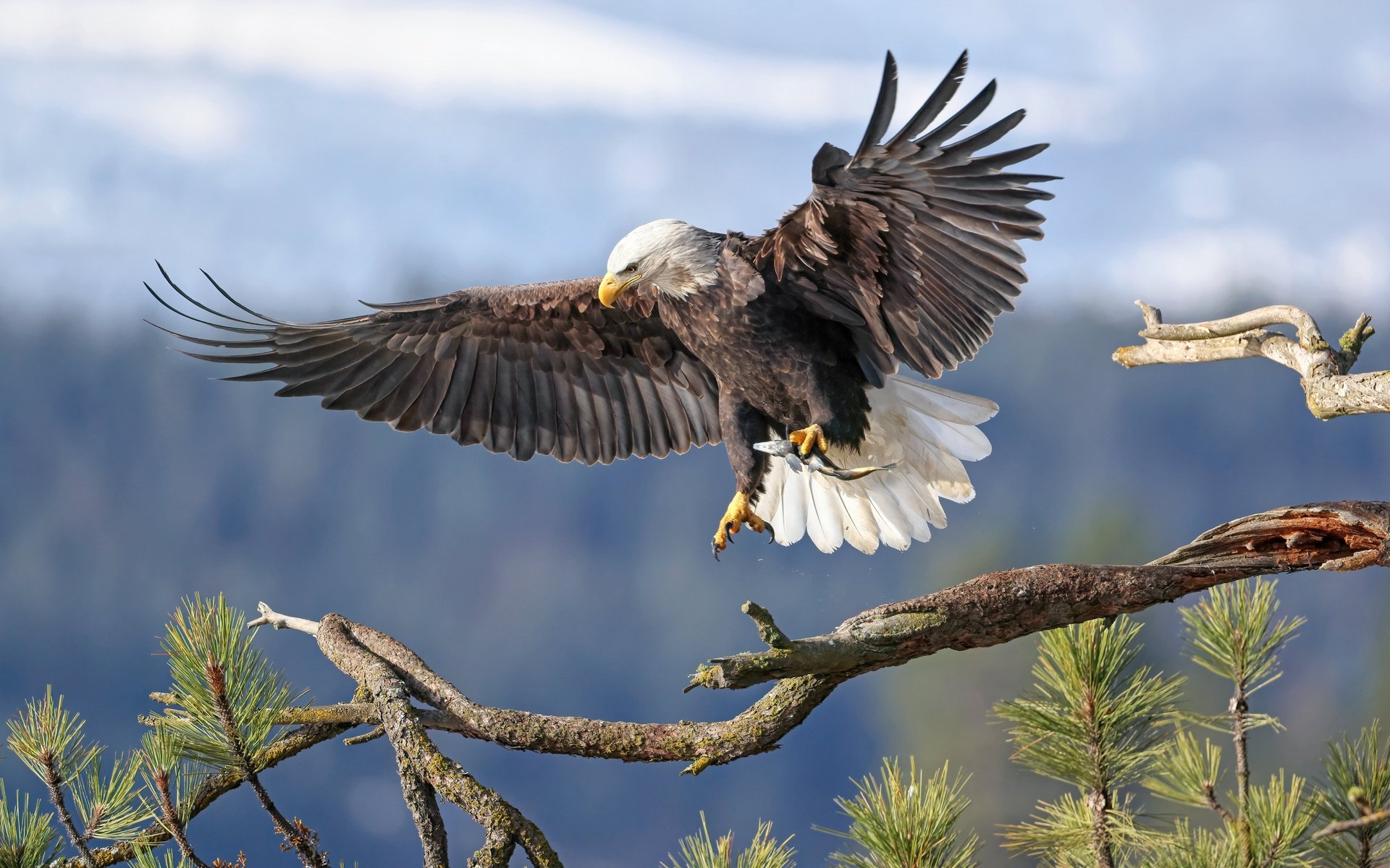 Обои ветка, фон, крылья, птица, белоголовый орлан, branch, background, wings, bird, bald eagle разрешение 6144x4117 Загрузить