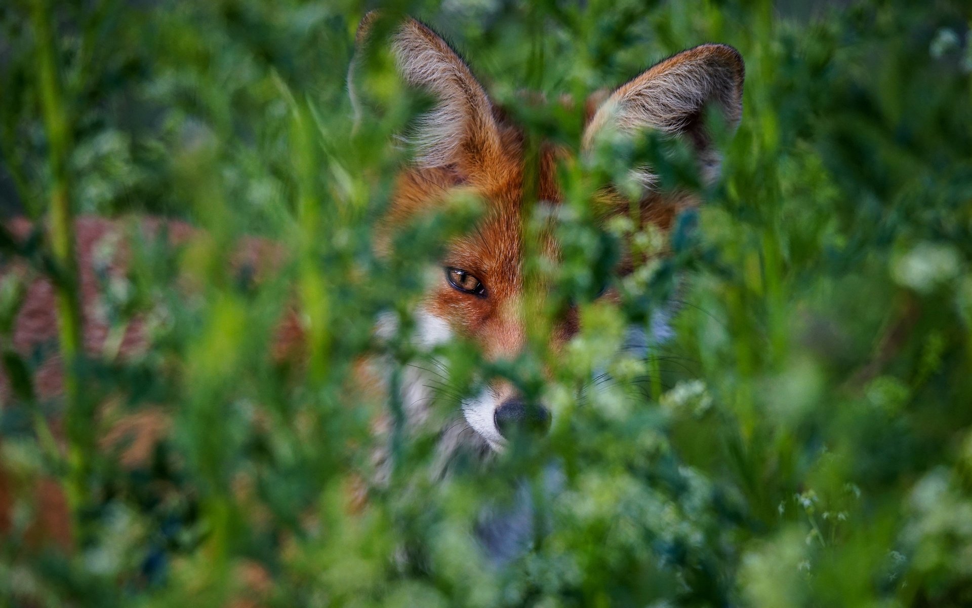 Обои зелень, портрет, лиса, боке, greens, portrait, fox, bokeh разрешение 2880x1920 Загрузить