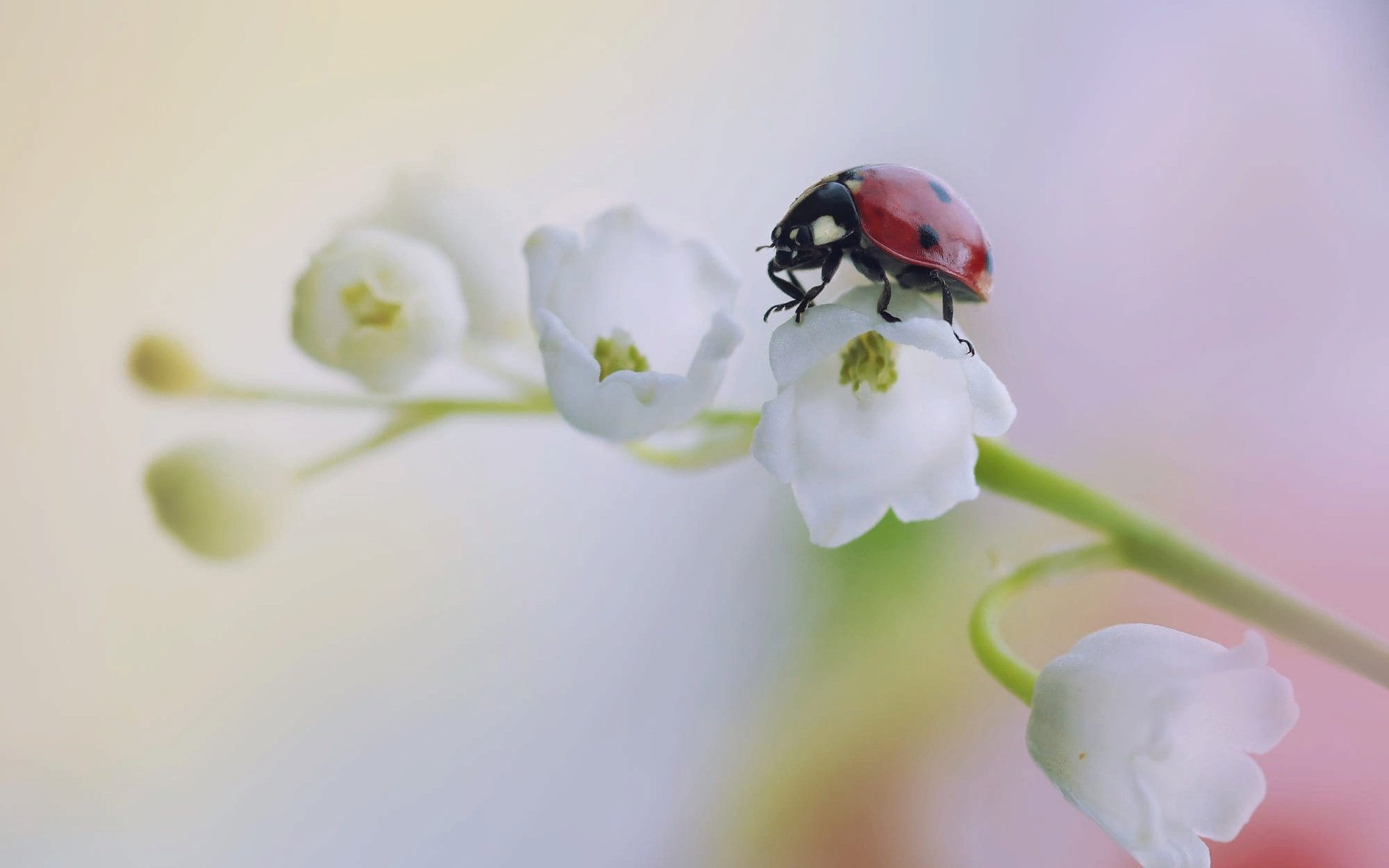 Обои жук, макро, цветок, божья коровка, ландыш, beetle, macro, flower, ladybug, lily of the valley разрешение 2000x1333 Загрузить