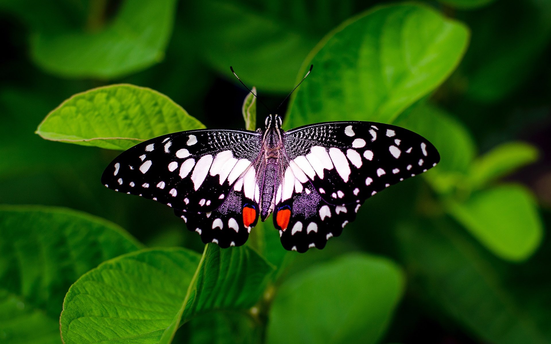 Обои бабочка, зеленые листья, butterfly, green leaves разрешение 2560x1707 Загрузить