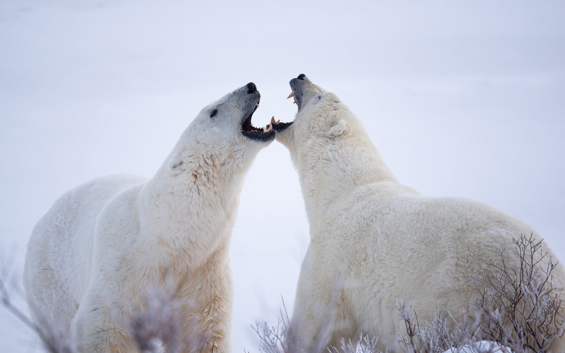 Обои белые медведи, полярные медведи, два медведя, polar bears, two bears разрешение 2048x1367 Загрузить