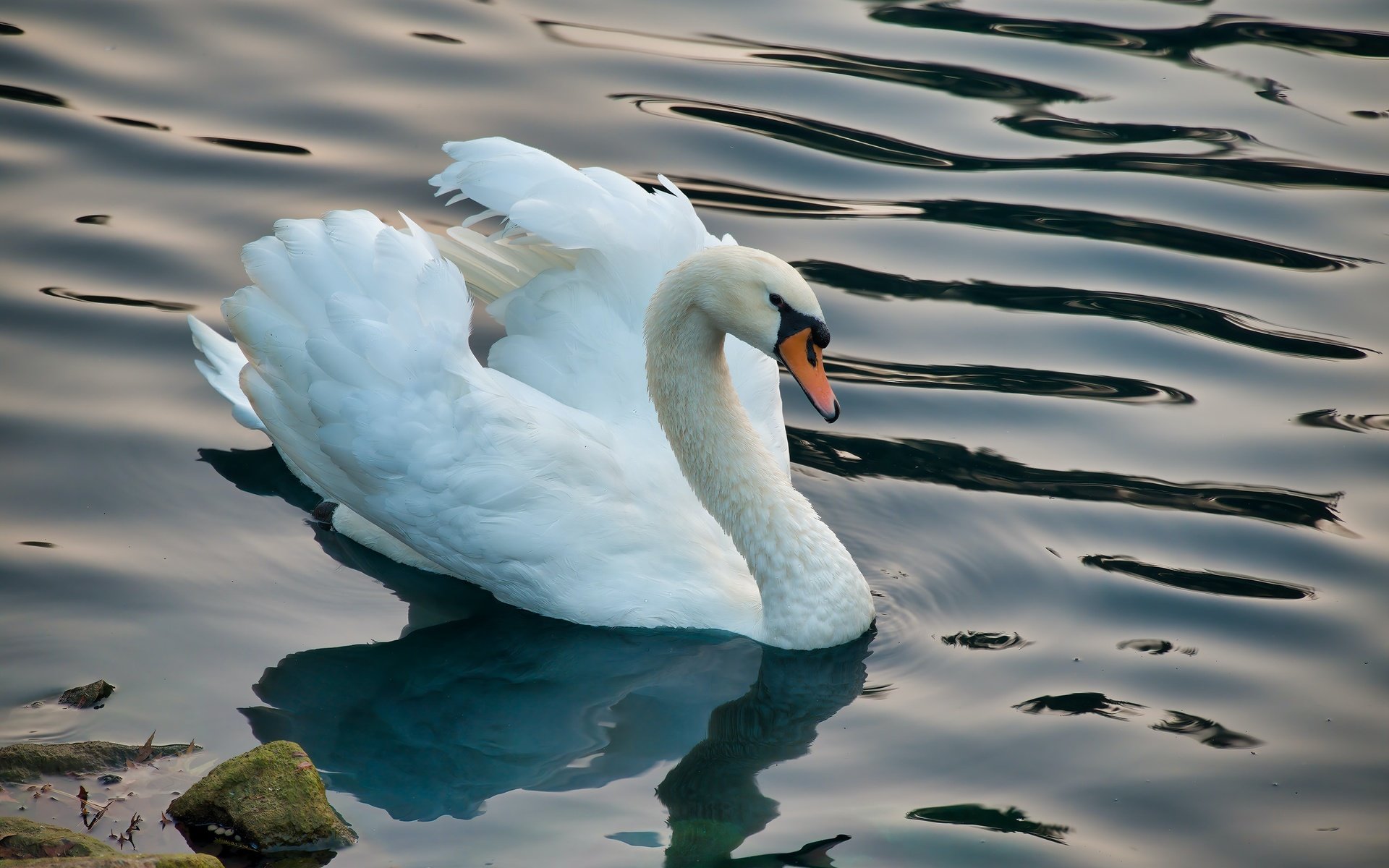 Обои белый, водоем, птица, лебедь, white, pond, bird, swan разрешение 3000x2000 Загрузить