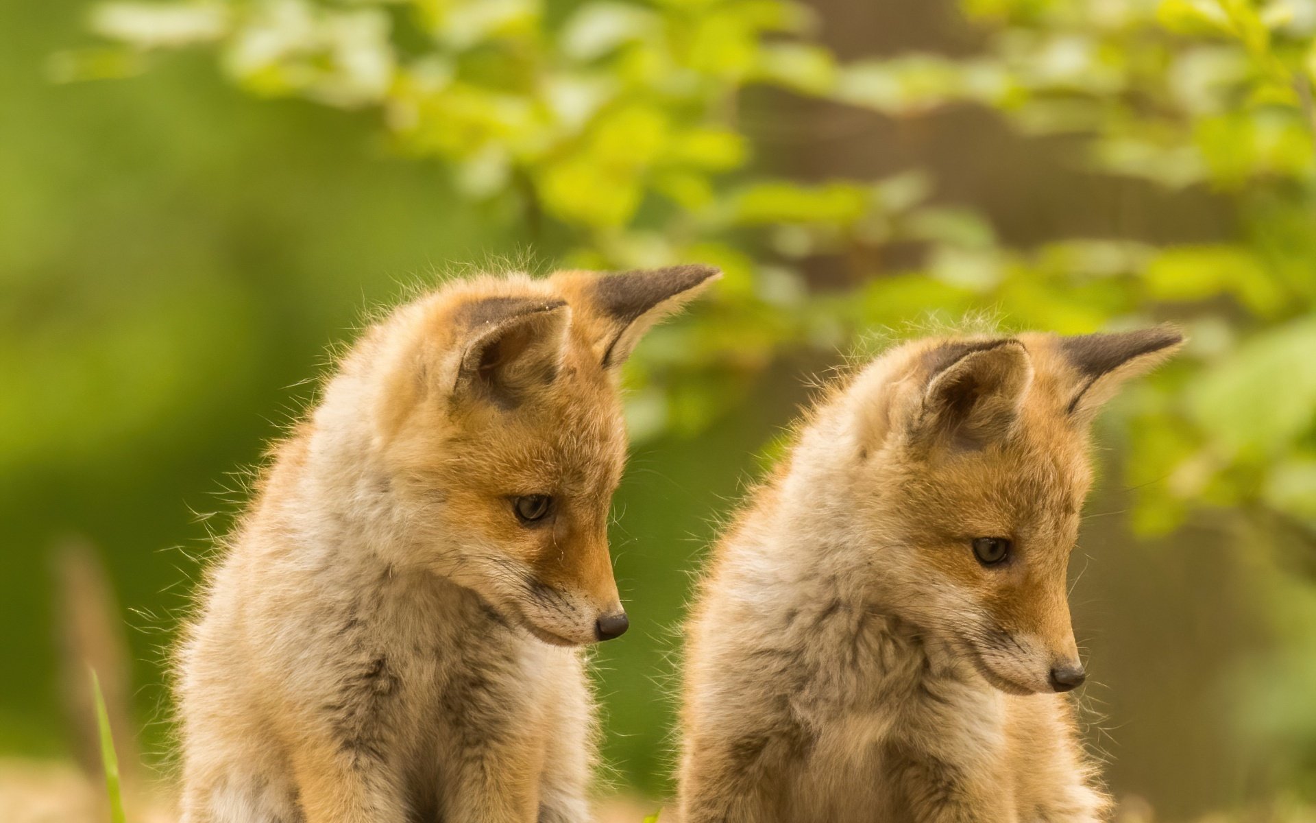 Обои боке, рыжие, детеныши, лисята, лисы, bokeh, red, cubs, fox разрешение 1920x1280 Загрузить