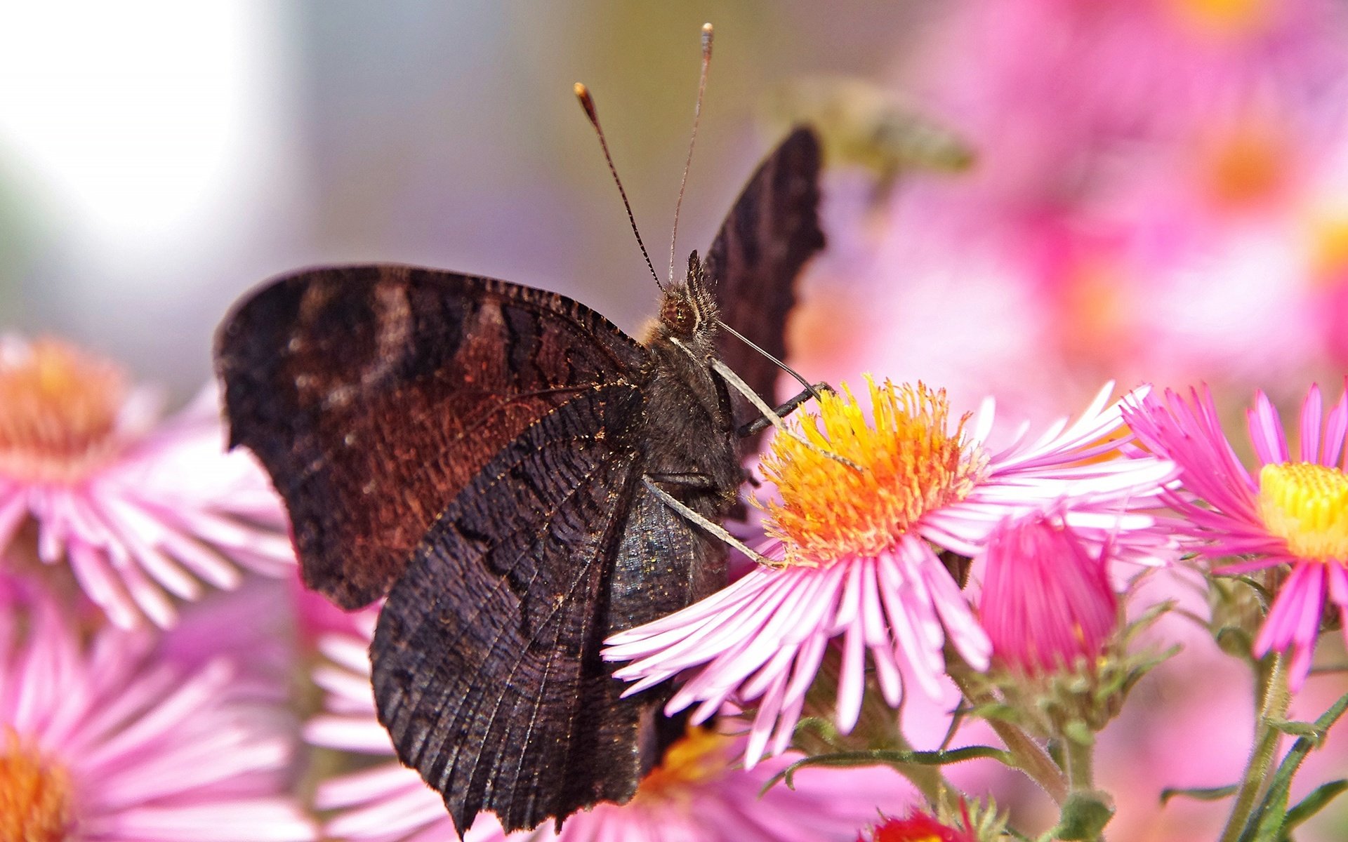 Обои цветы, макро, бабочка, flowers, macro, butterfly разрешение 2560x1440 Загрузить