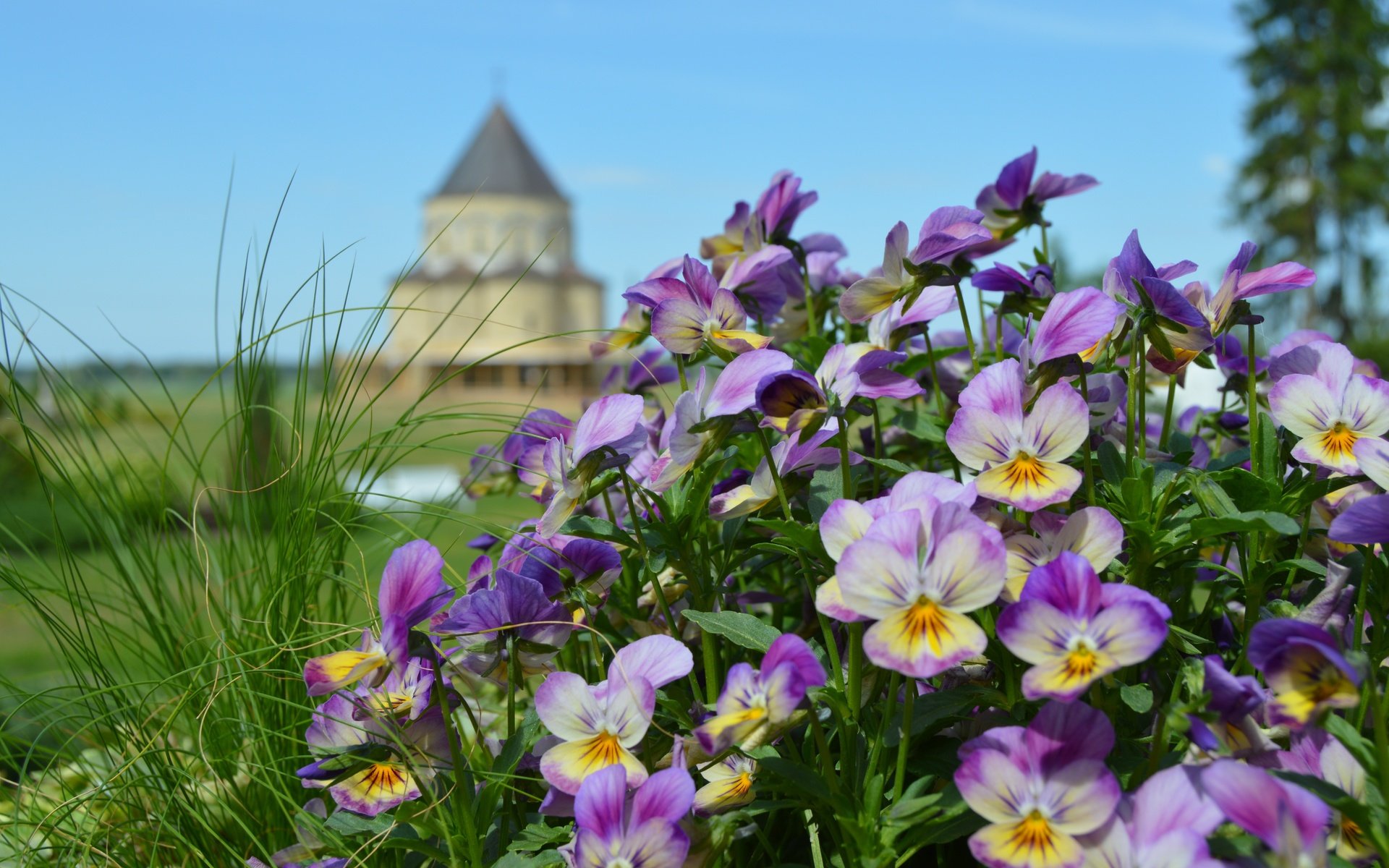 Обои цветы, природа, замок, башня, анютины глазки, клумба, боке, сиреневые, flowers, nature, castle, tower, pansy, flowerbed, bokeh, lilac разрешение 6016x4000 Загрузить