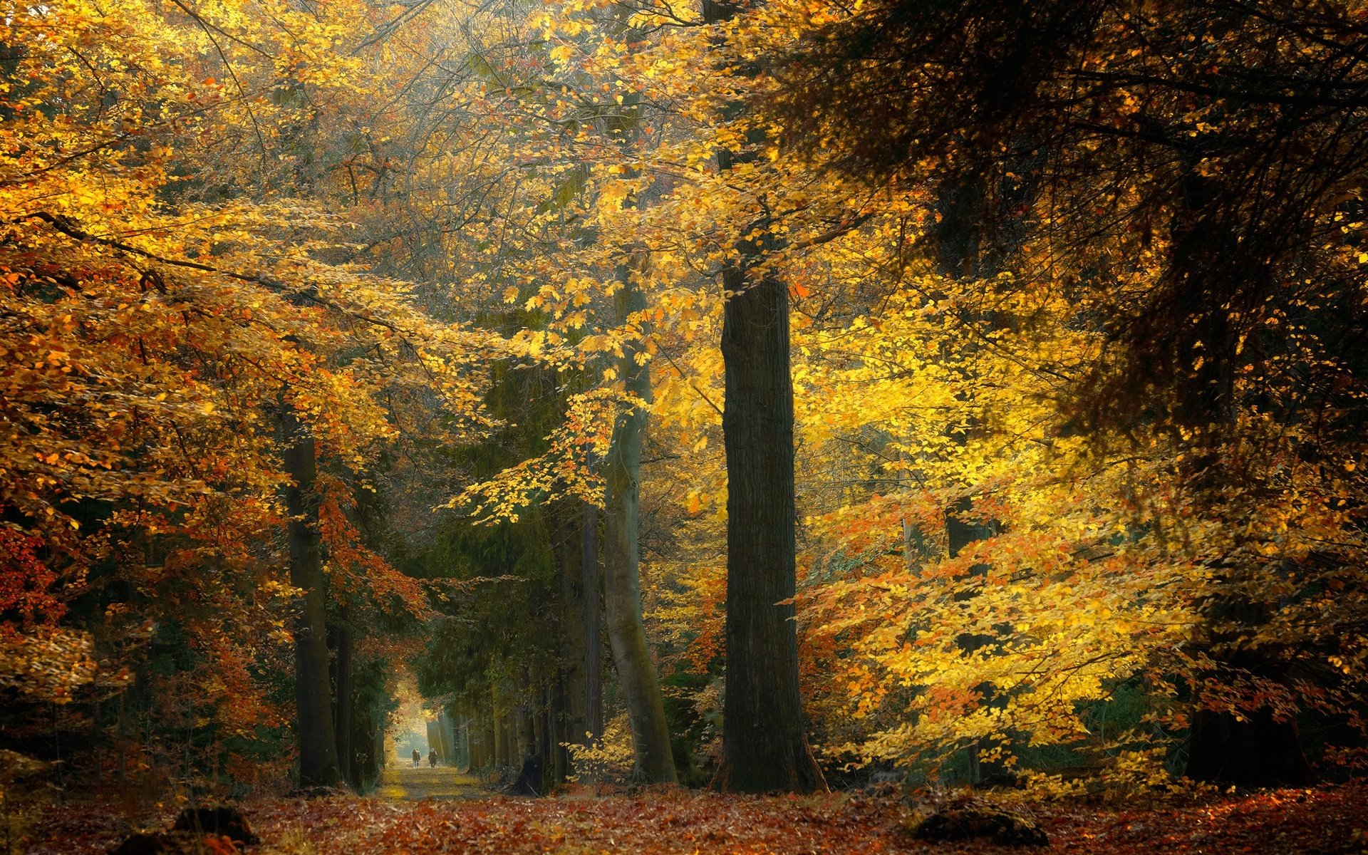 Обои деревья, лес, осень, нидерланды, trees, forest, autumn, netherlands разрешение 2048x1365 Загрузить