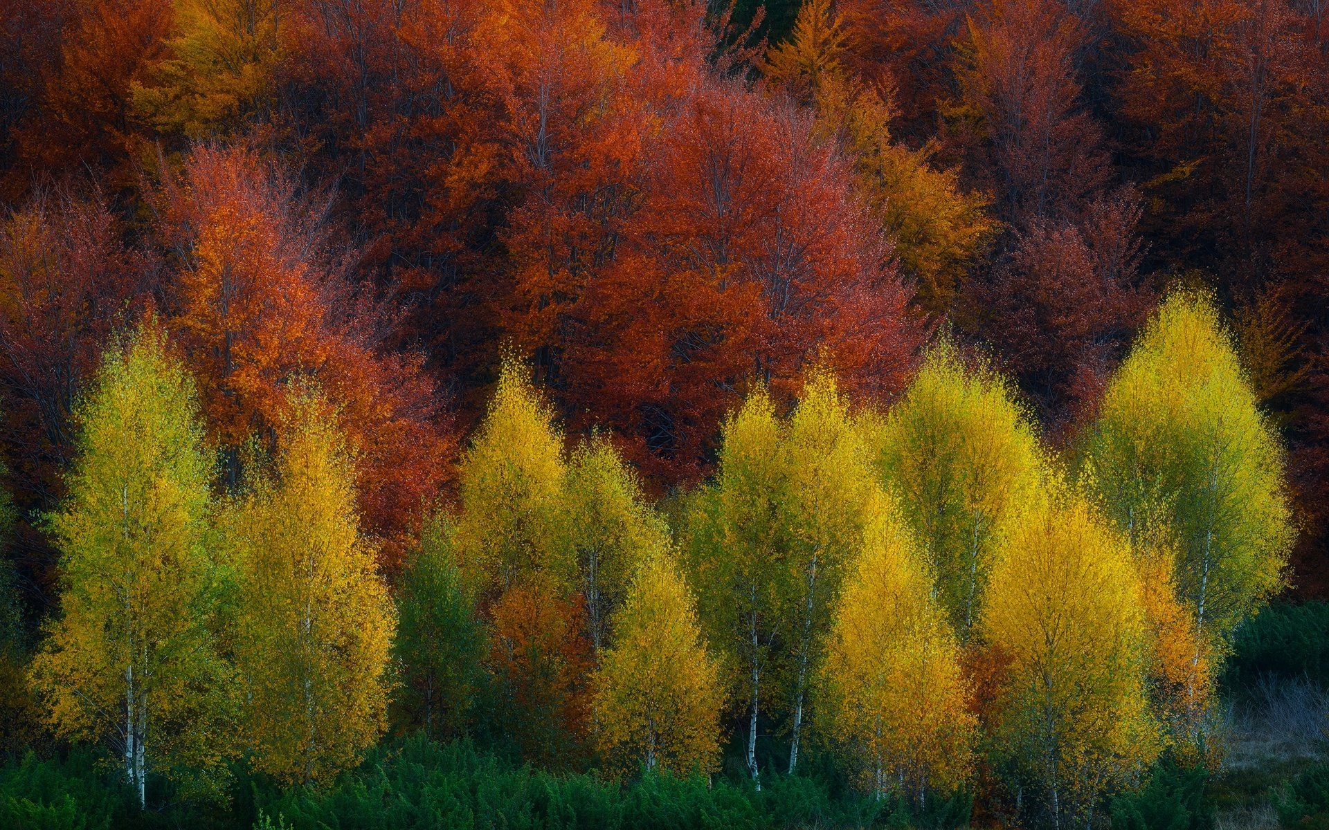 Обои деревья, природа, лес, осень, trees, nature, forest, autumn разрешение 2048x1367 Загрузить