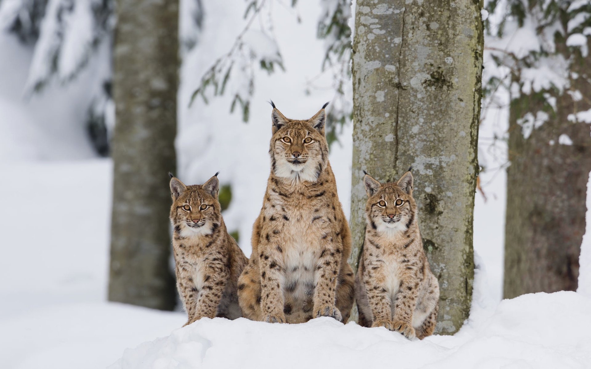 Обои деревья, снег, лес, зима, рысь, взгляд, рыси, рысята, trees, snow, forest, winter, lynx, look, the lynx разрешение 2000x1335 Загрузить