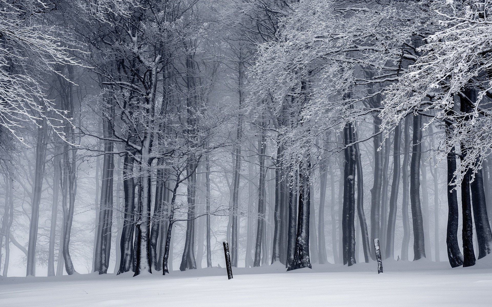 Обои деревья, монохром, снег, природа, лес, зима, ветки, ветви, иней, trees, monochrome, snow, nature, forest, winter, branches, branch, frost разрешение 2880x1620 Загрузить