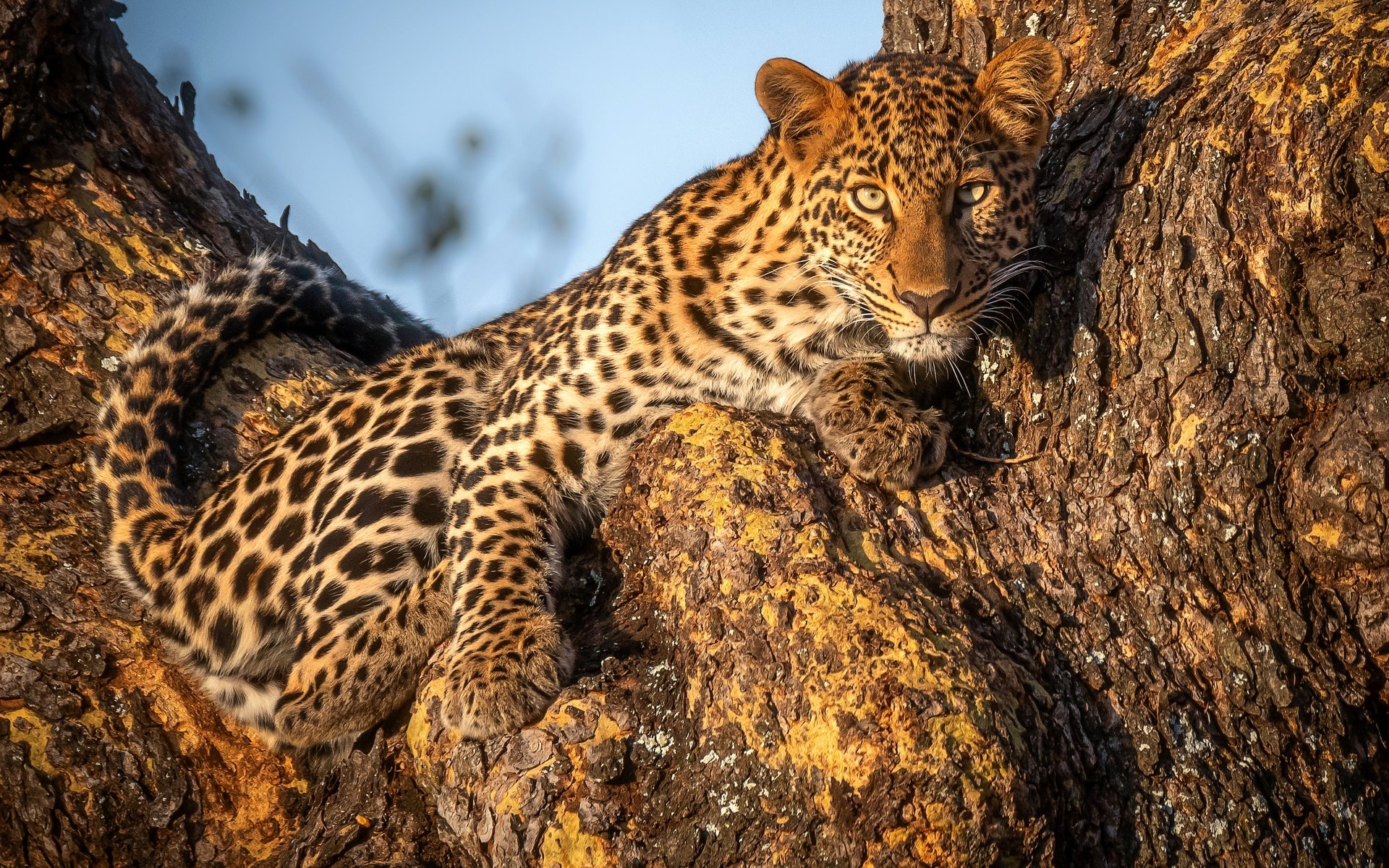 Обои дерево, взгляд, леопард, tree, look, leopard разрешение 3000x2000 Загрузить