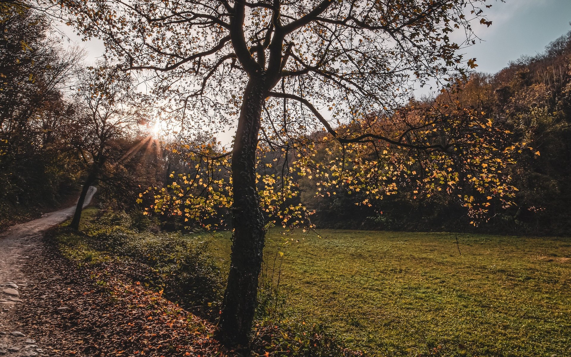 Обои дорога, дерево, осень, road, tree, autumn разрешение 2560x1440 Загрузить