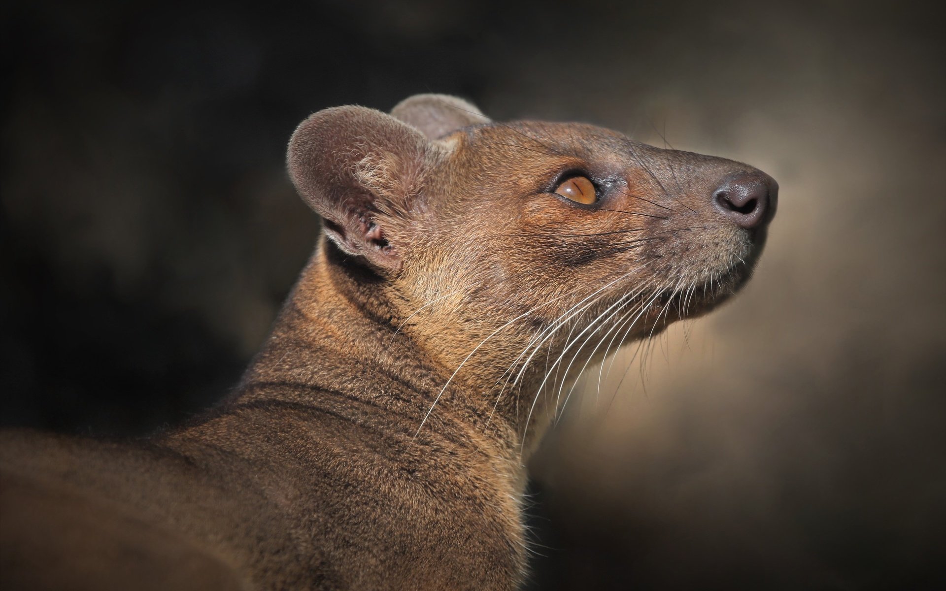 Обои фон, портрет, профиль, фосса, background, portrait, profile, fossa разрешение 4828x3117 Загрузить